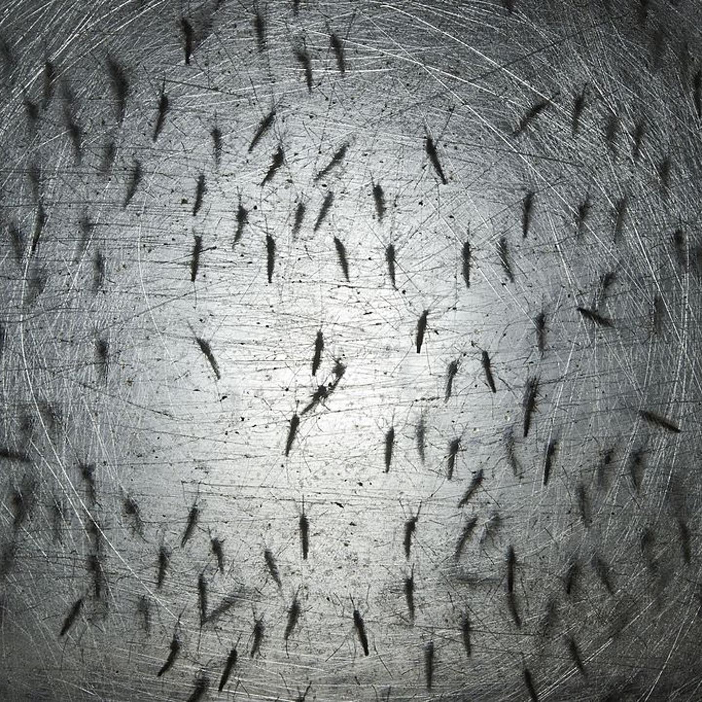 Oxitech Mosquitoes