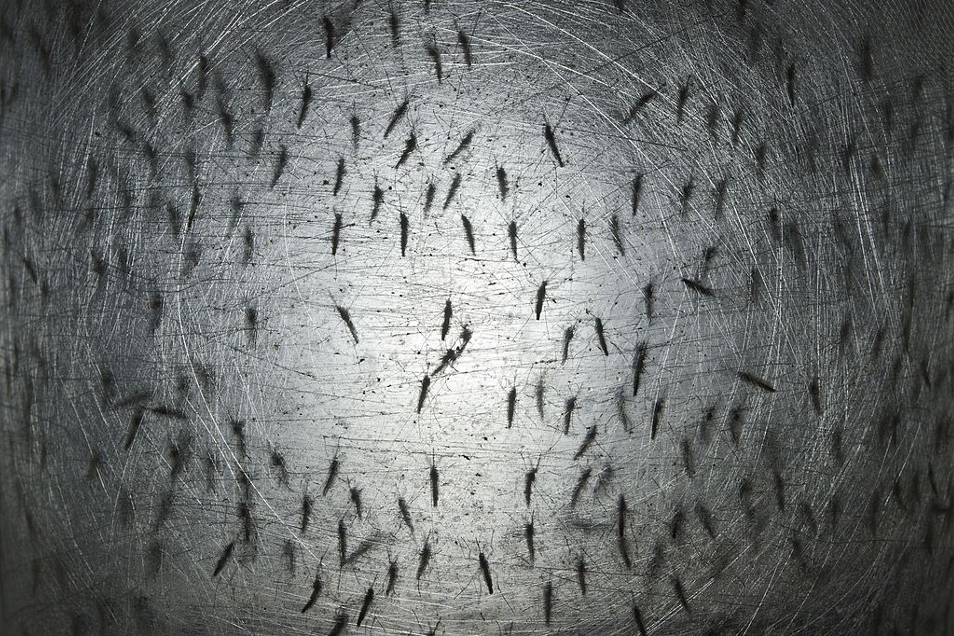 Oxitech Mosquitoes