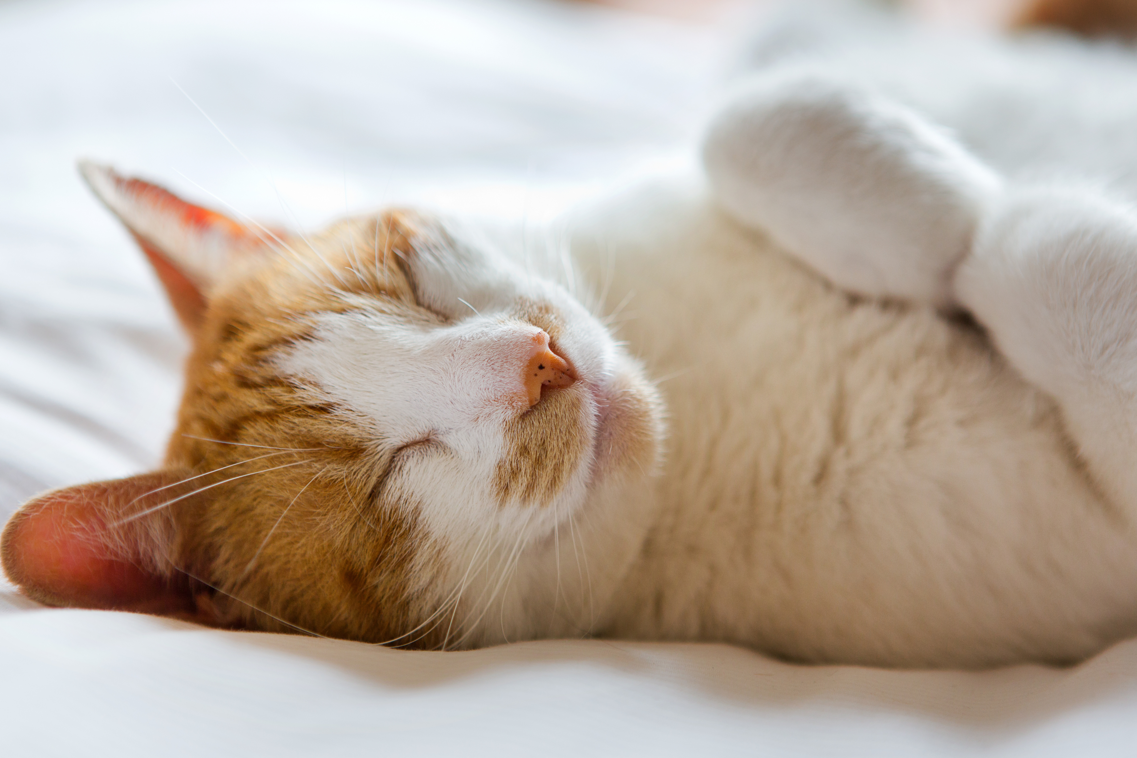 cat-sleep