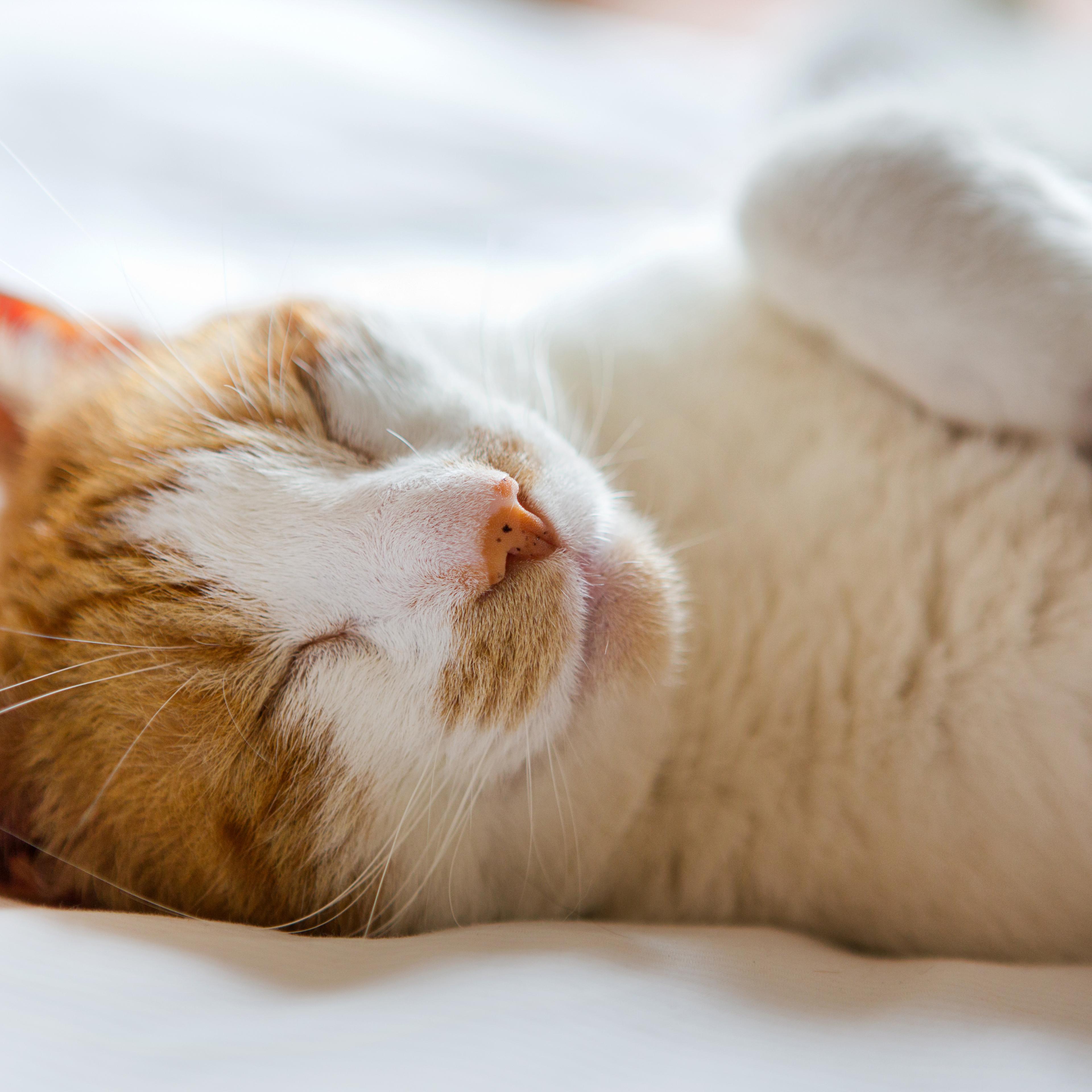 cat-sleep