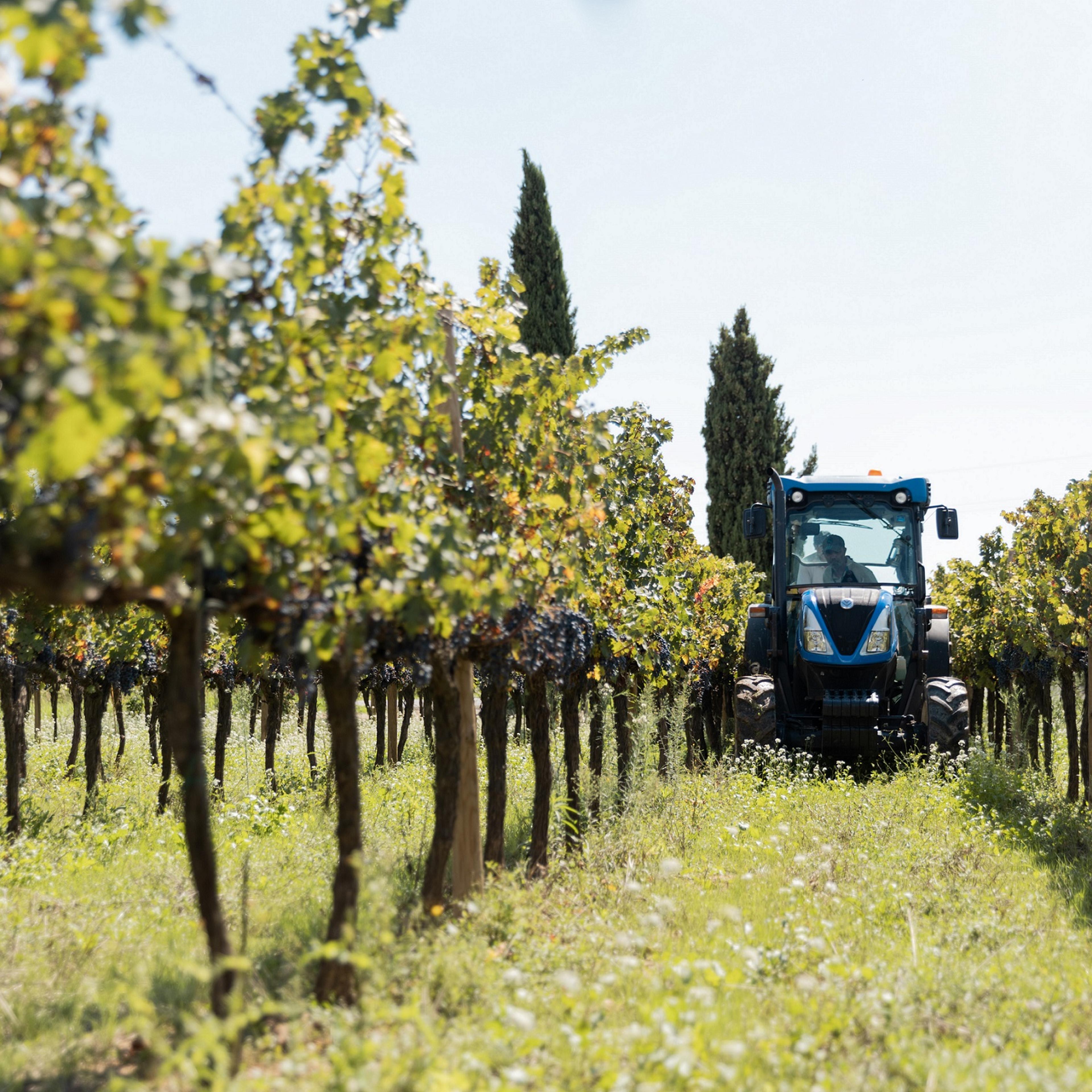 A row of grape vines at Mas La Plana estate in Penedès, Spain in September 2021.