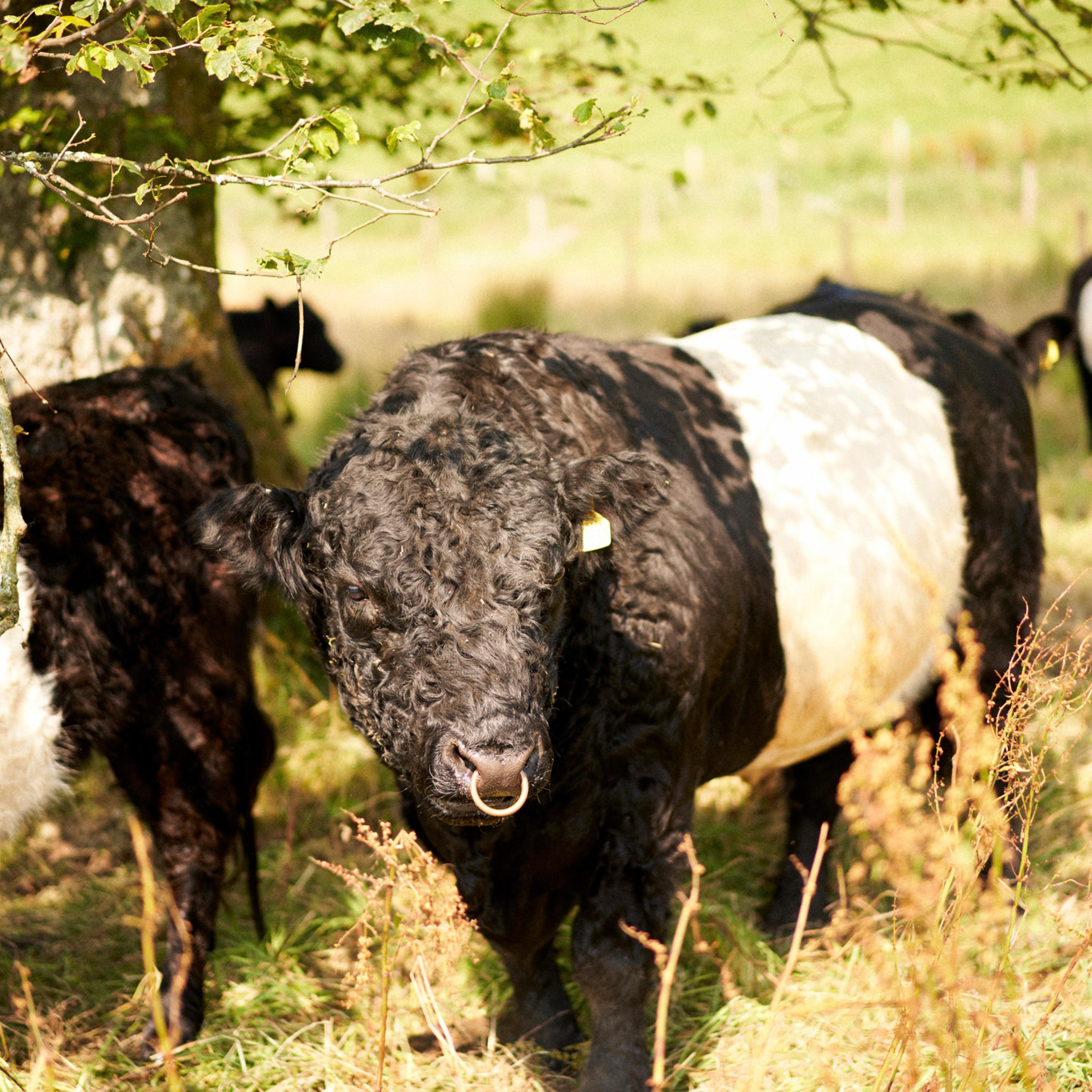 Belted Galloways on James Rebanks' Farm