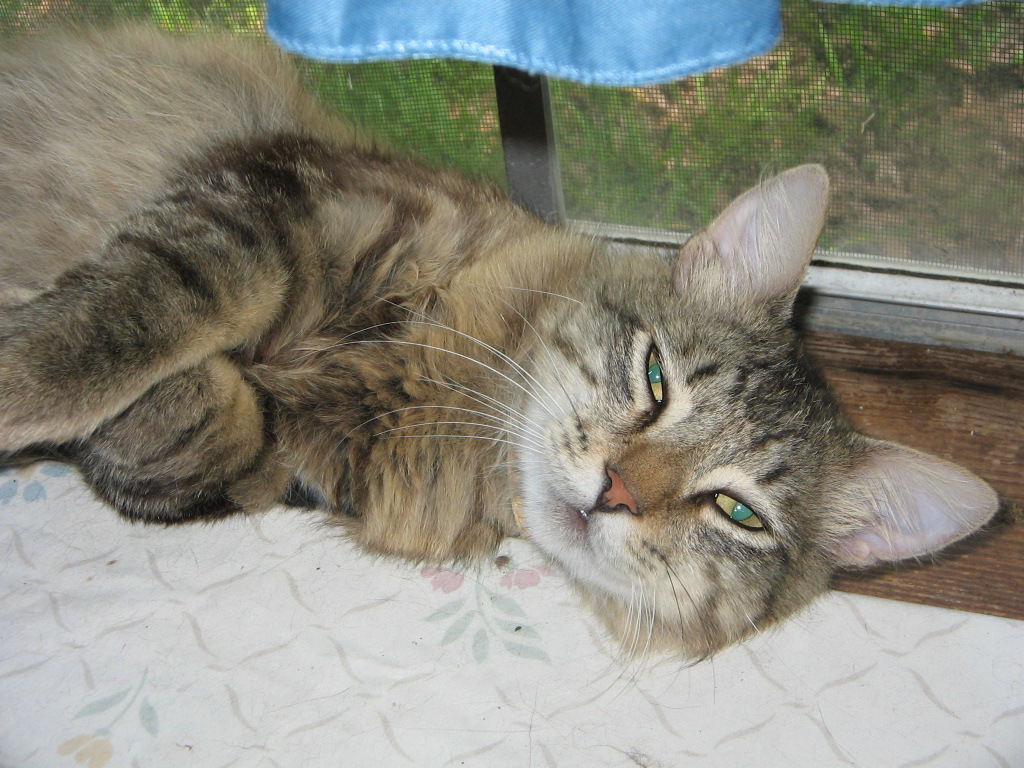 mr-fancy-cat