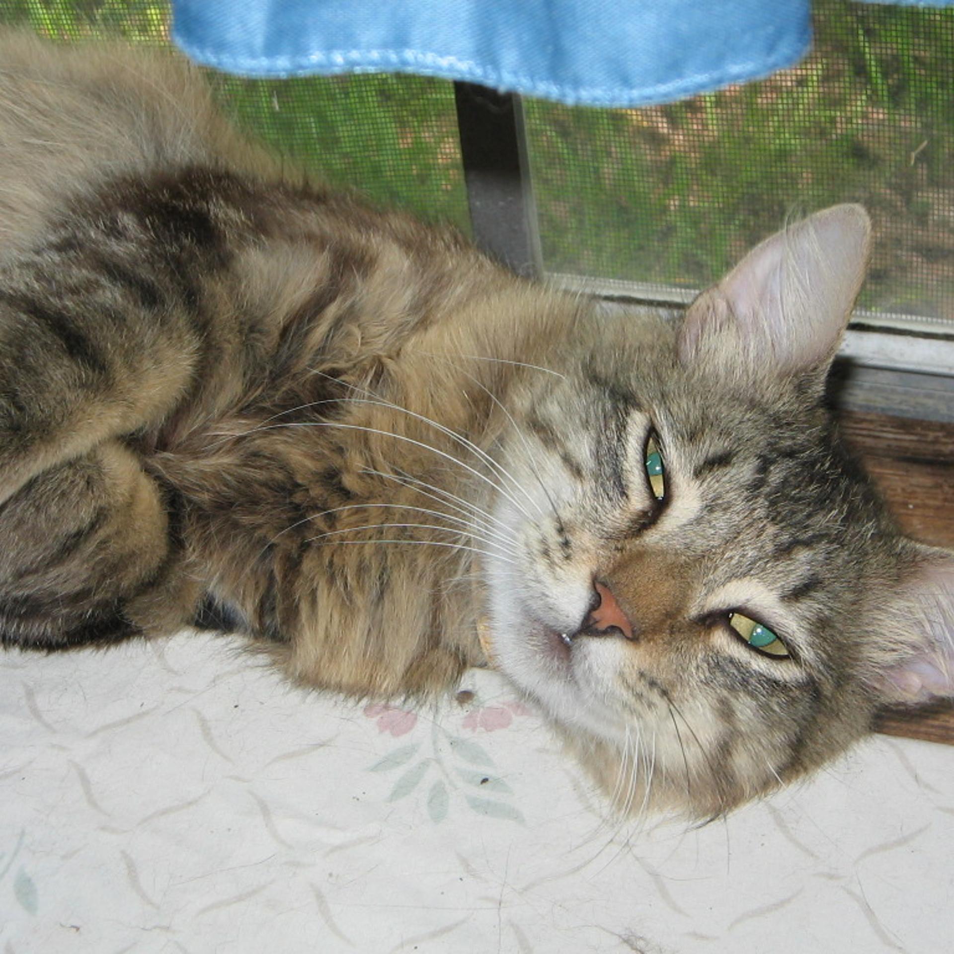 mr-fancy-cat