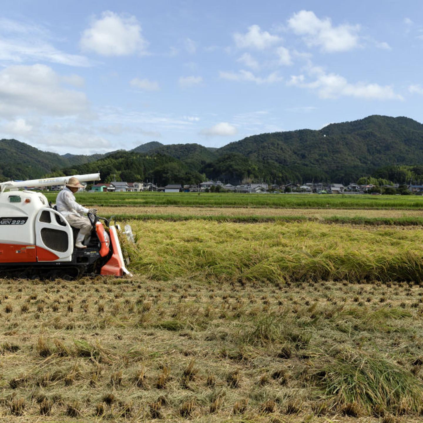 Rice Harvesting in Western Japan Ahead of Typhoon Shanshan