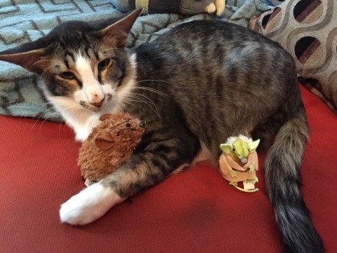 This cat is going viral for looking like Adam Driver's "Star Wars" character, Kylo Ren.