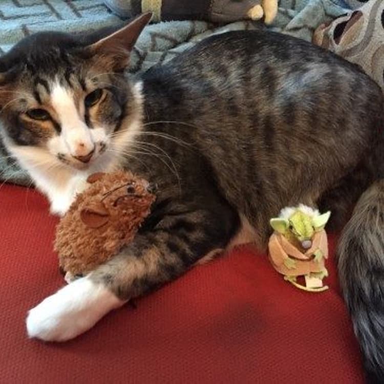 This cat is going viral for looking like Adam Driver's "Star Wars" character, Kylo Ren.