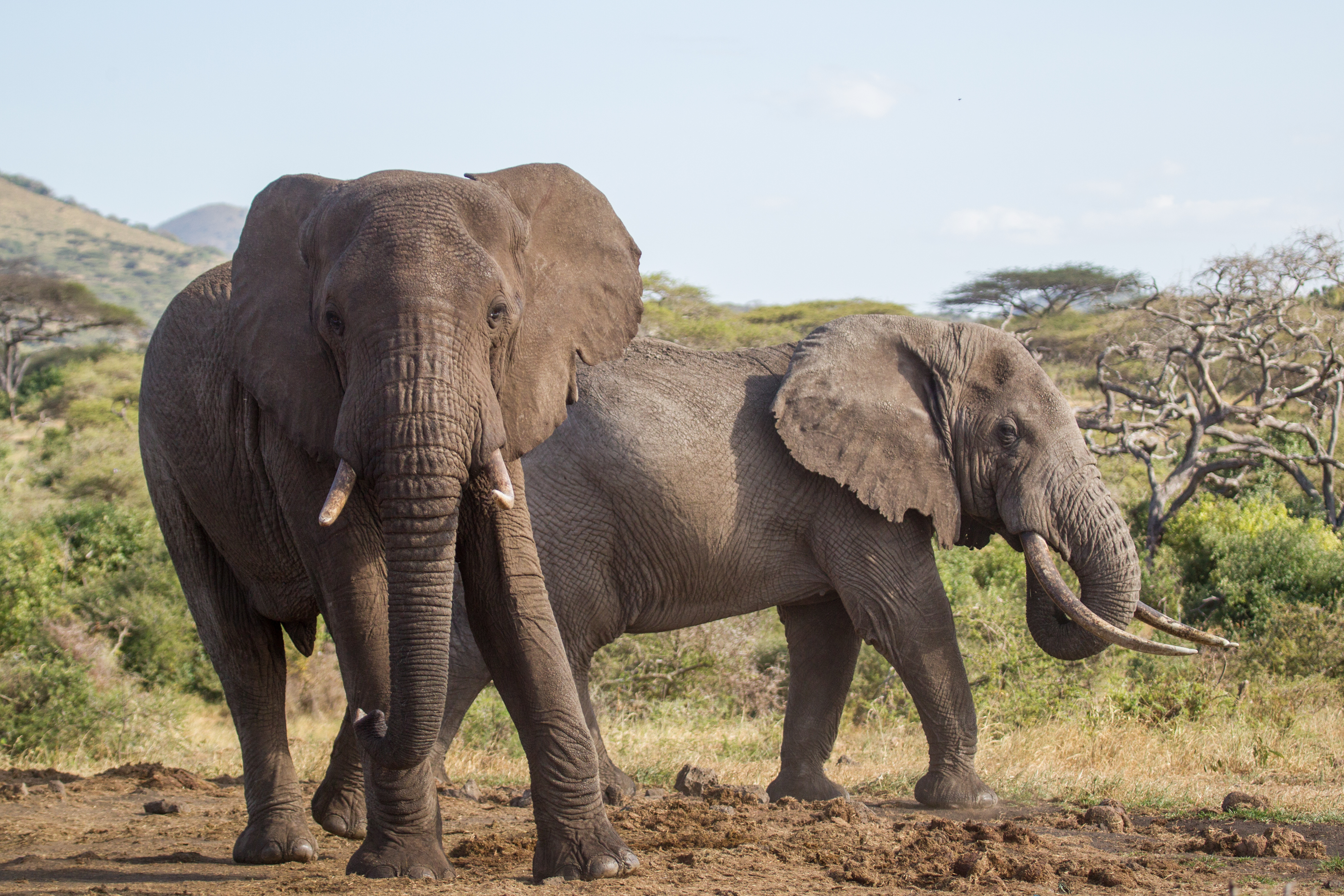 male elephants