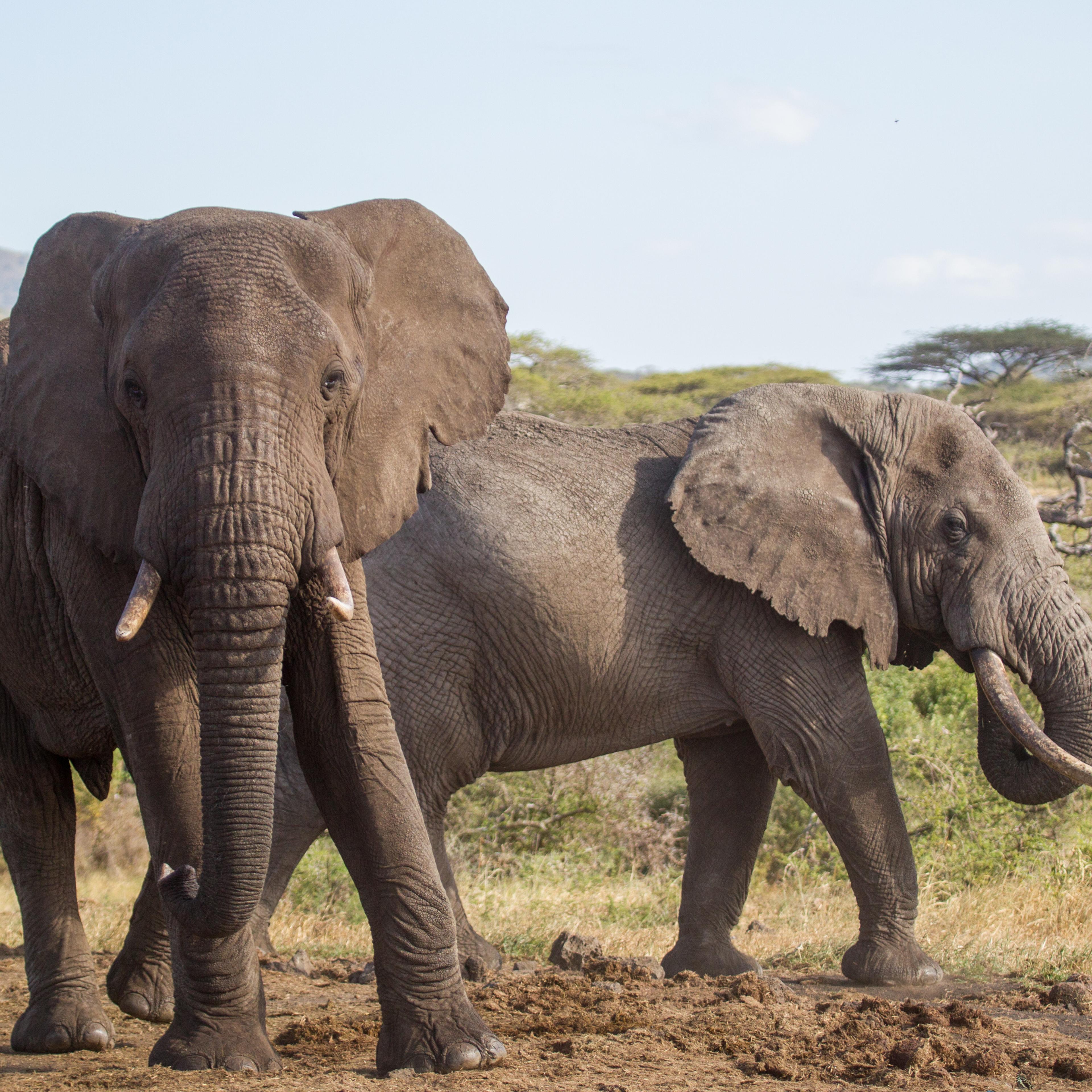 male elephants