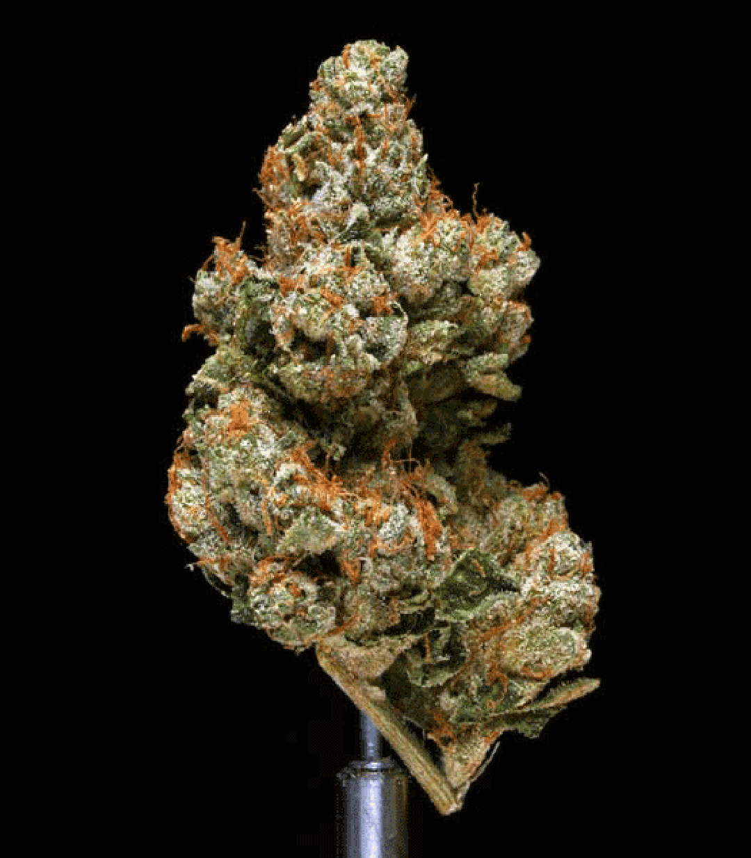 Platinum OG Kush
