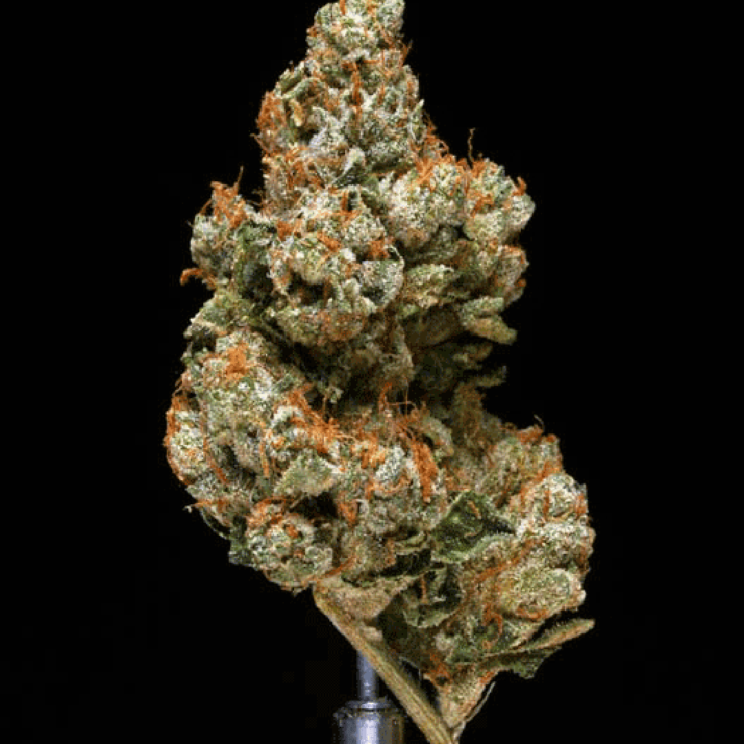 Platinum OG Kush