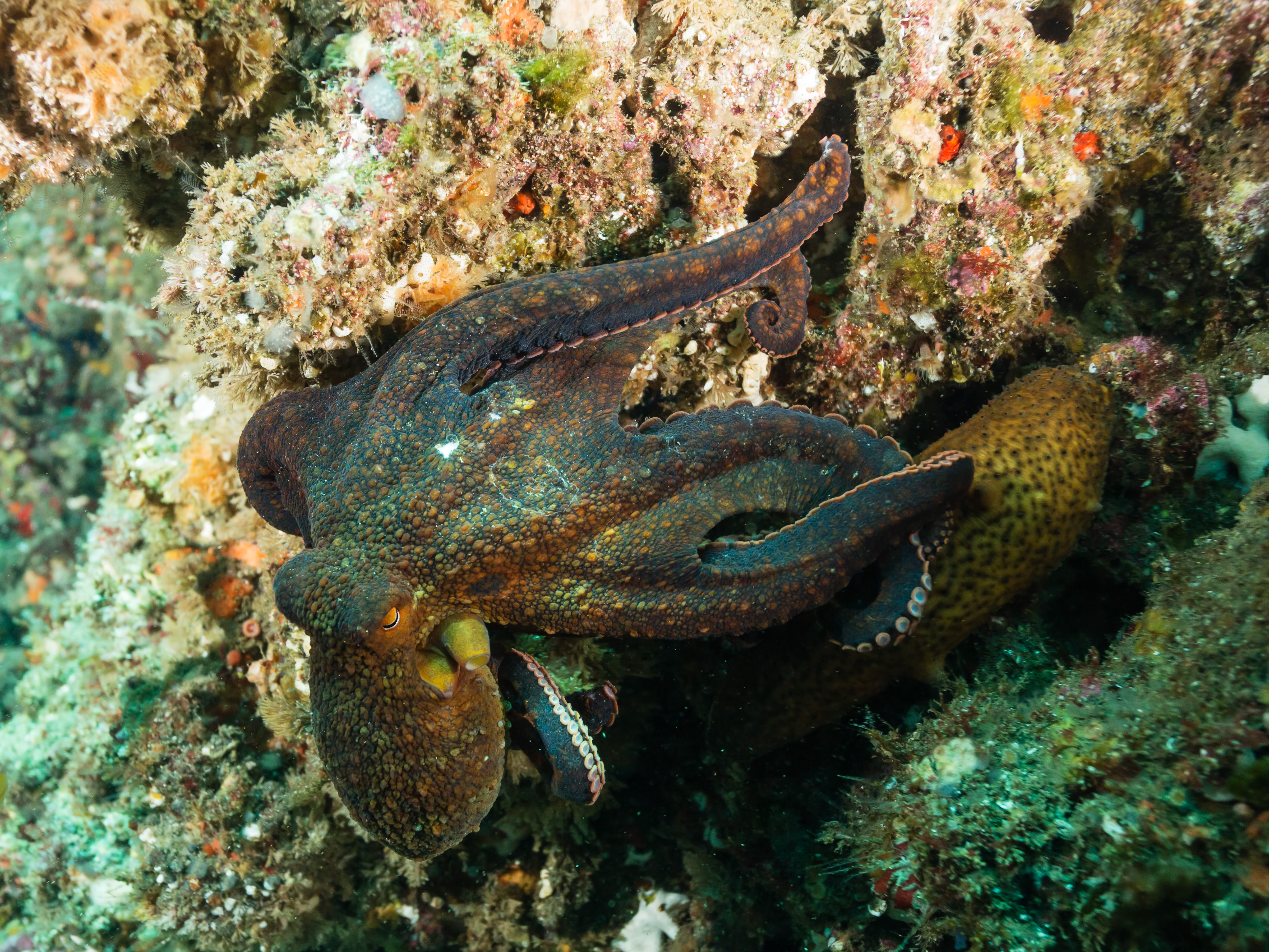 California two spot octopus