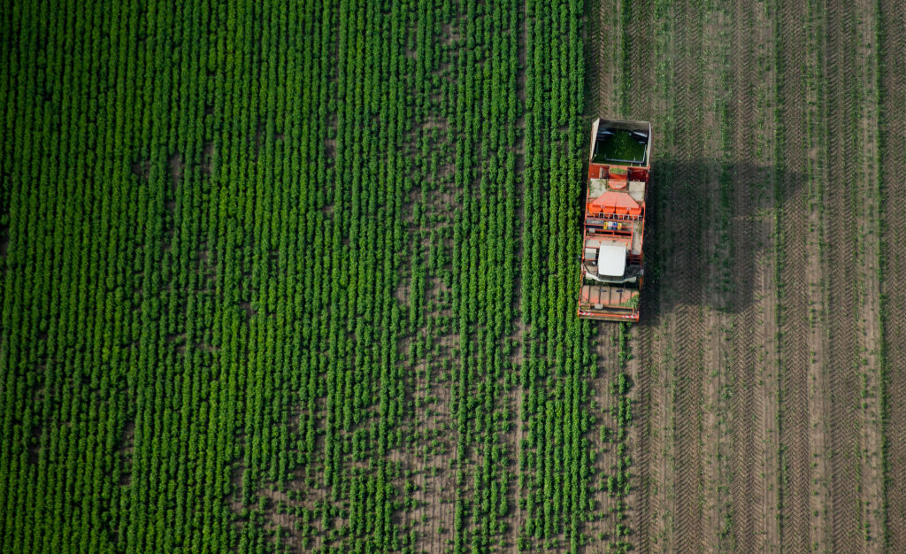 Bean harvest in Lower Saxony, Germany