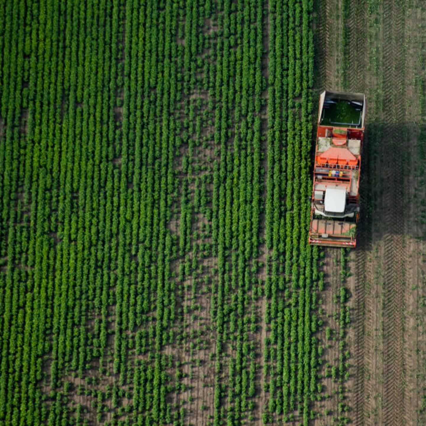 Bean harvest in Lower Saxony, Germany