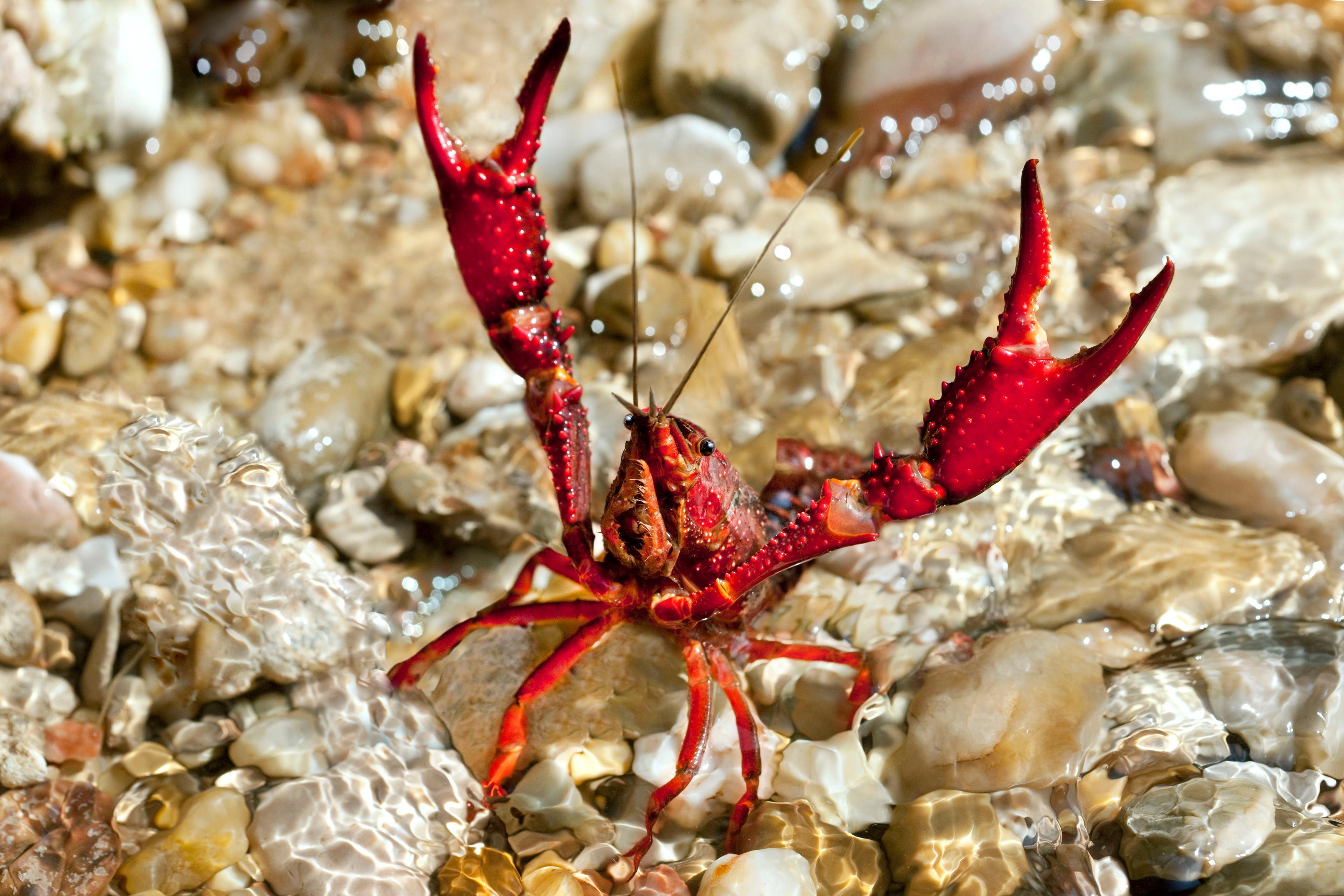 Crayfish