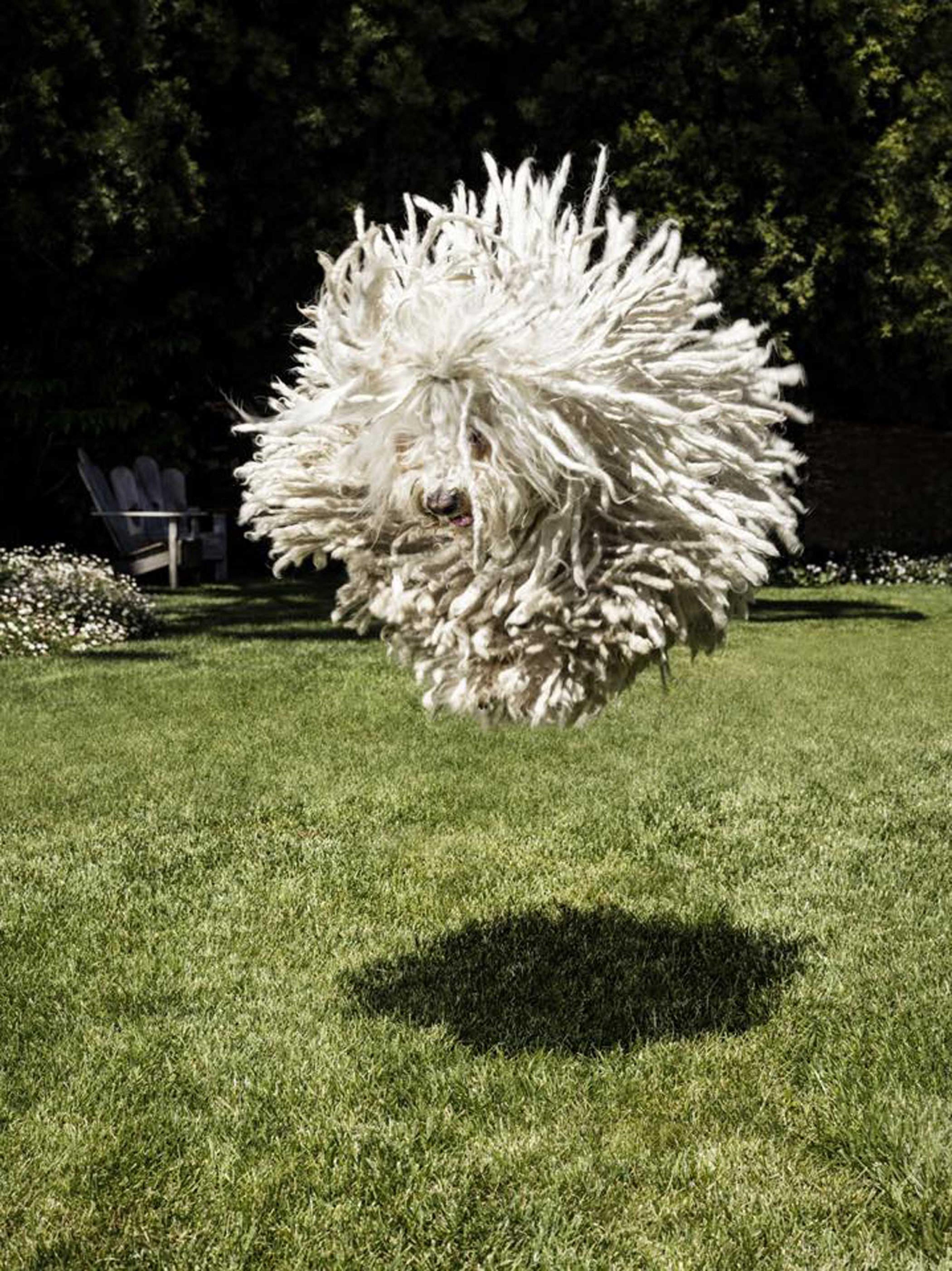 November 28, 2015 In the spirit of this holiday weekend, I want to share the most joyful photo of Beast jumping I've ever seen. Even after living with this guy for five years, seeing him bounce around still makes me smile. I hope your holiday weekend has been joyful too.