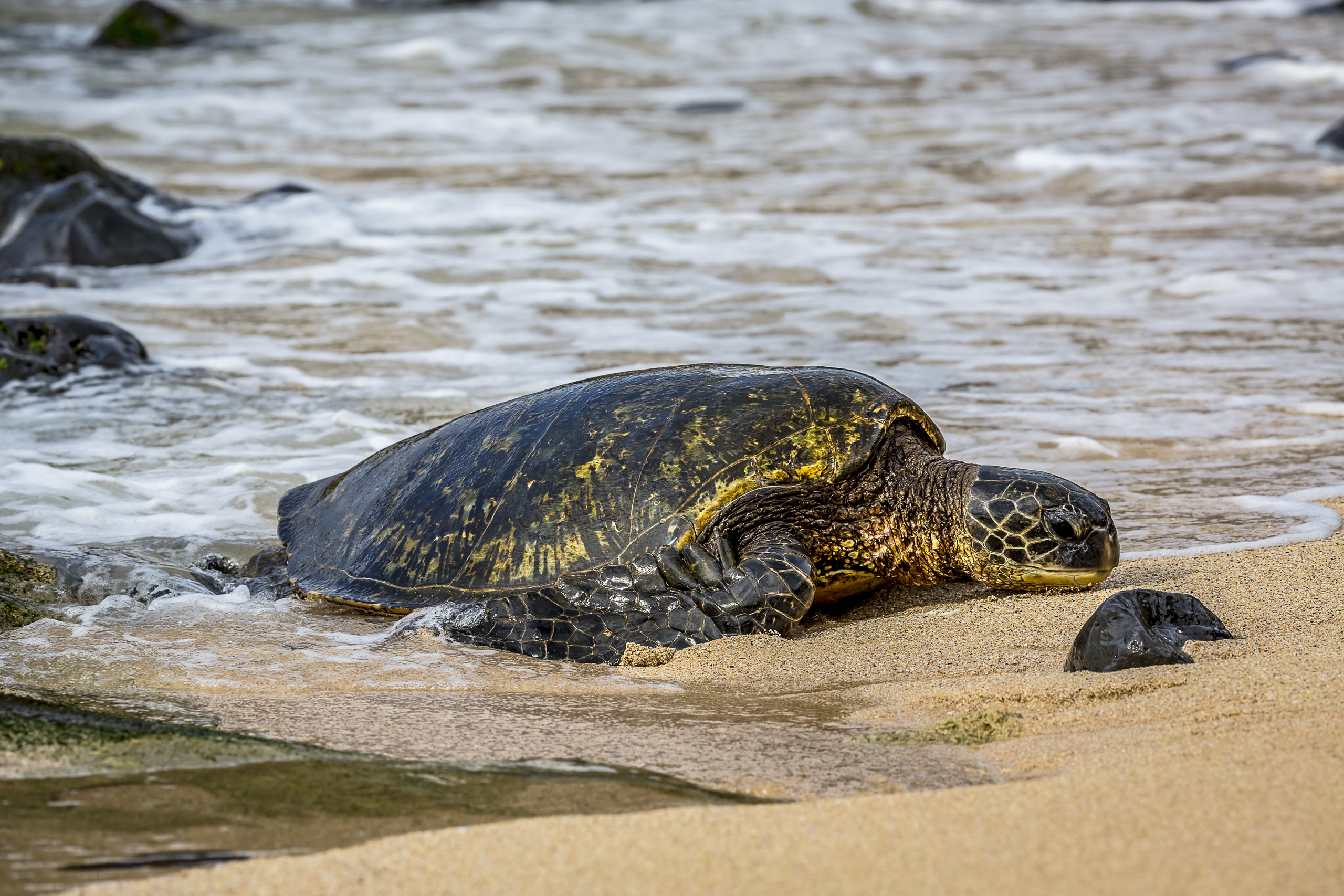 Green sea turtle (Chelonia mydas), an endangered species, makes its way from the Pacific ocean onto the beach