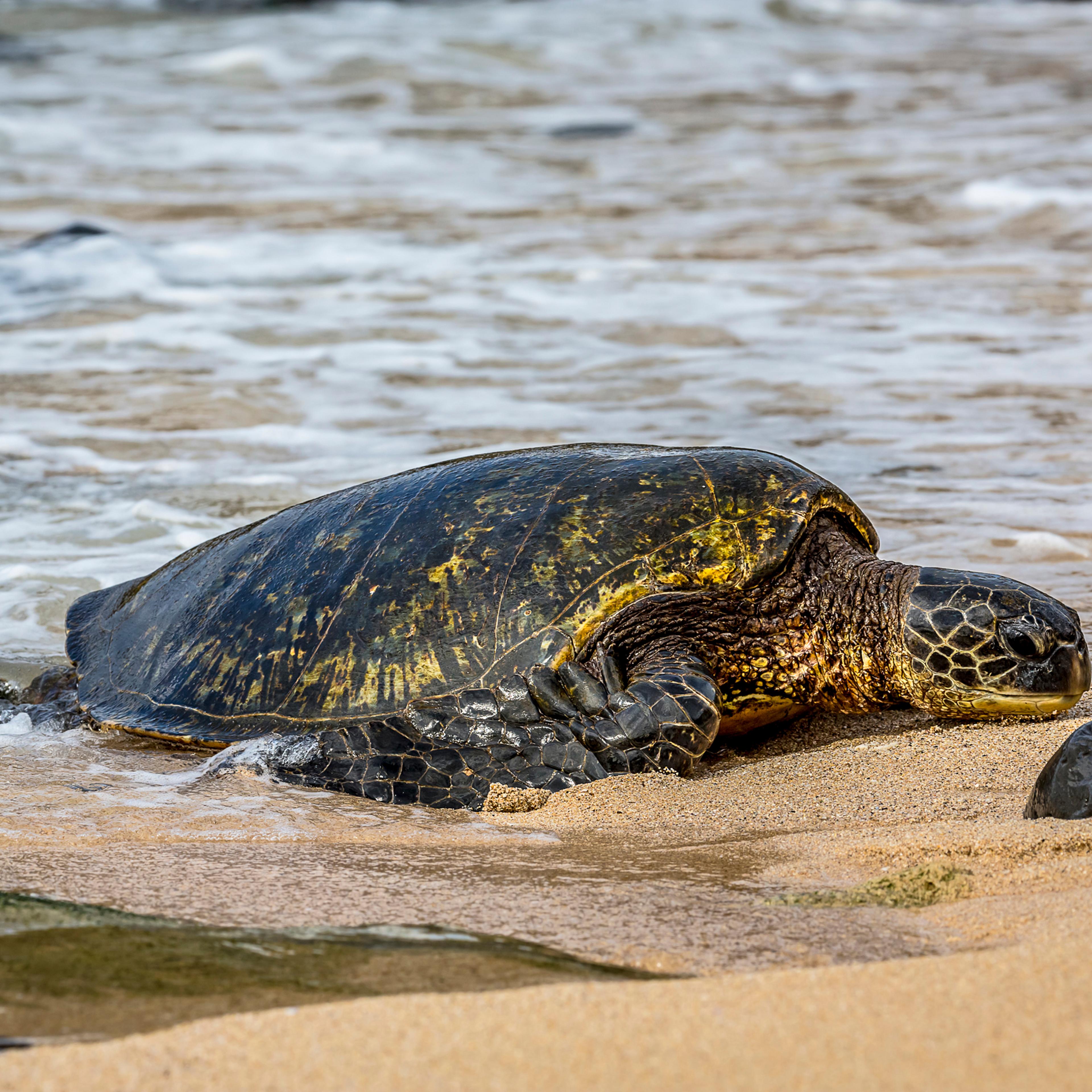 Green sea turtle (Chelonia mydas), an endangered species, makes its way from the Pacific ocean onto the beach