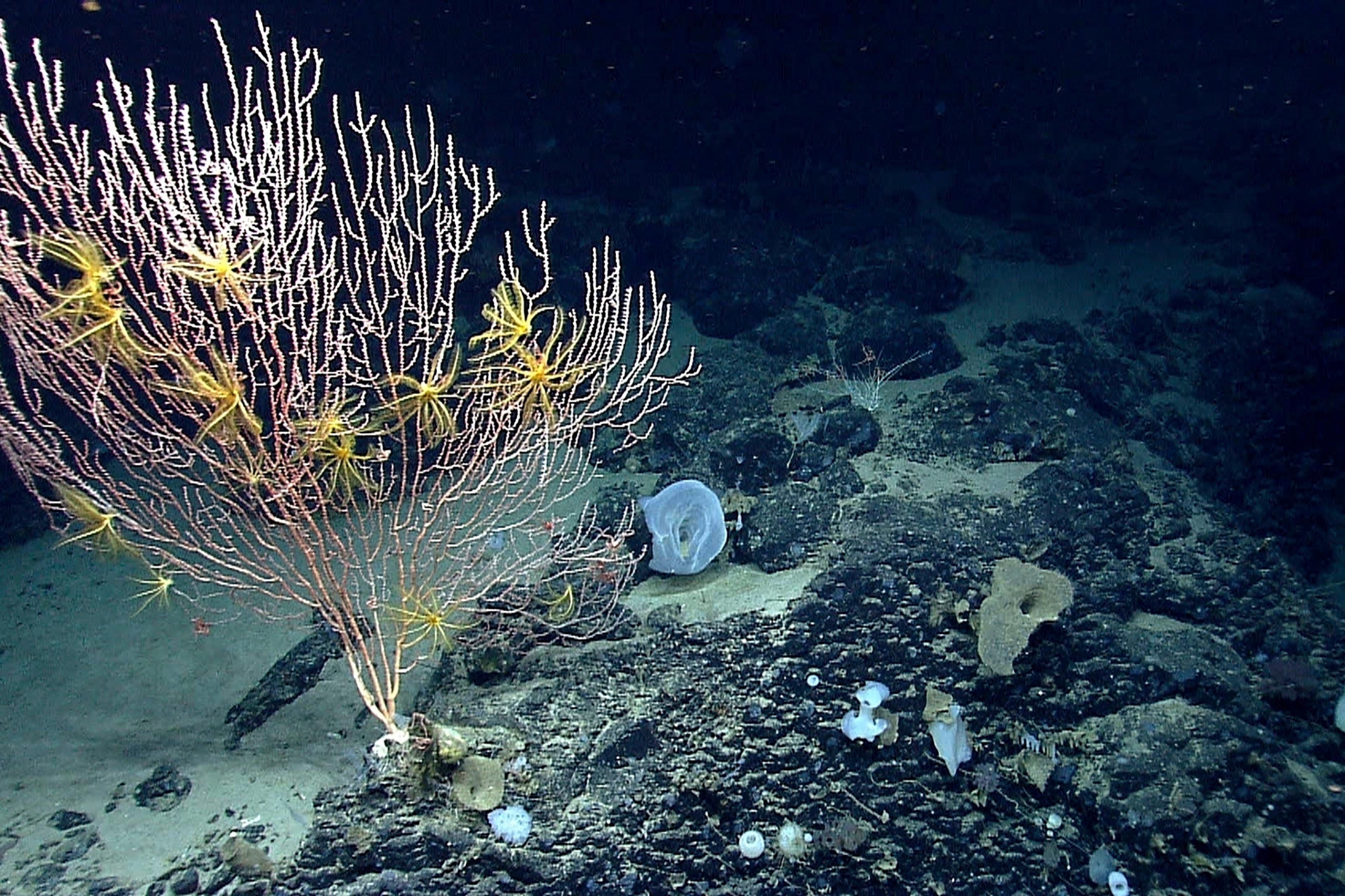 Seamounts Marine National Monument