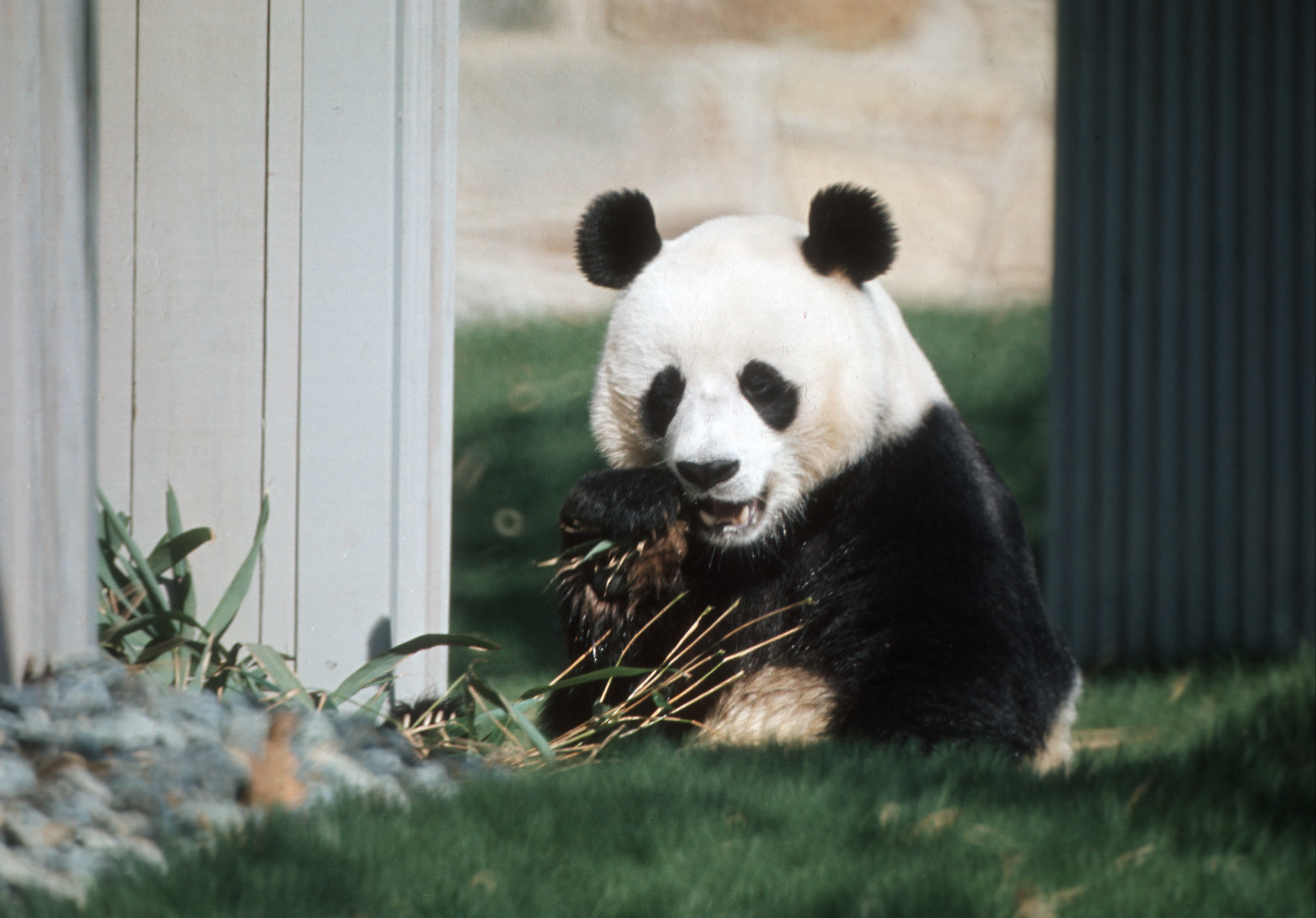 WASHINGTON GIANT PANDA