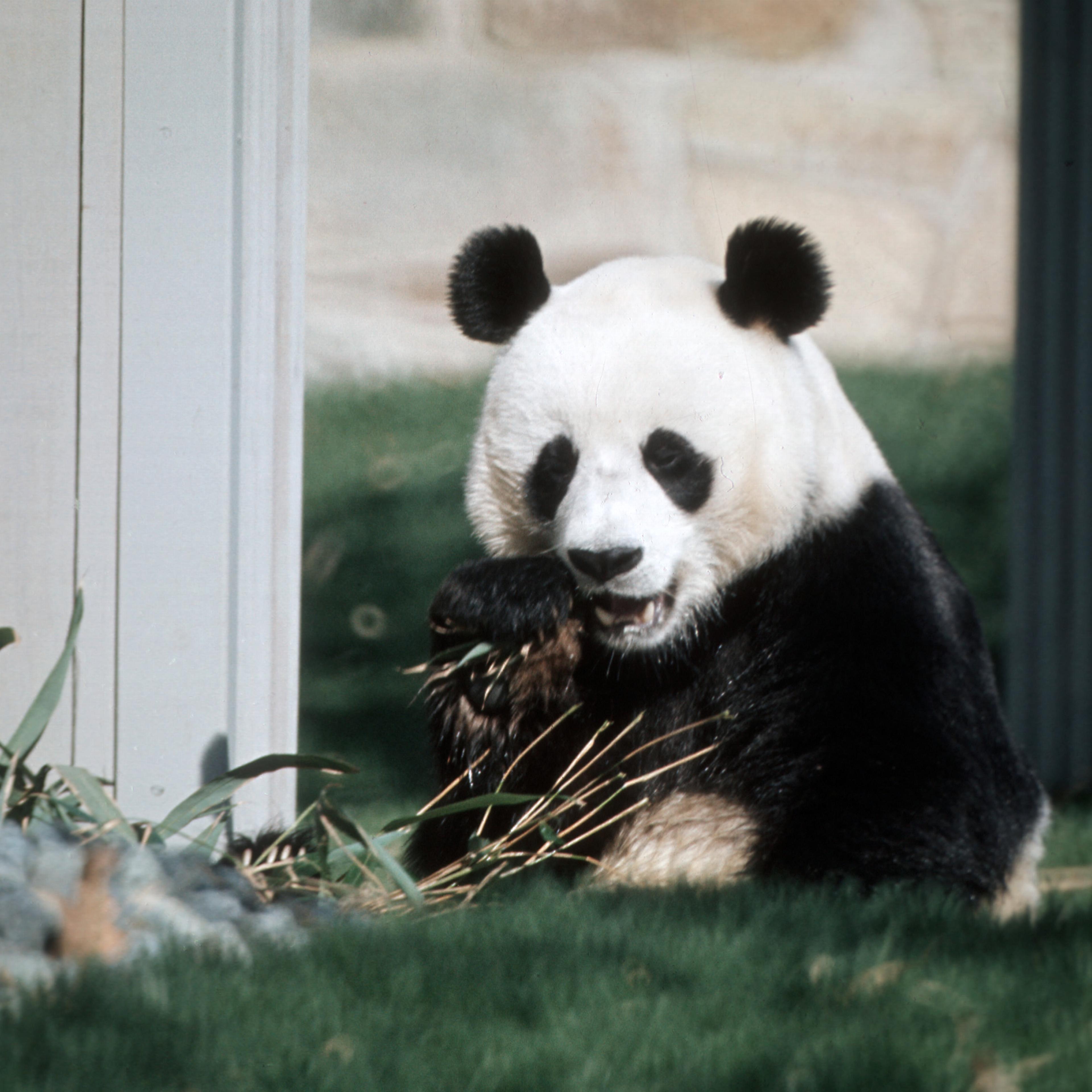 WASHINGTON GIANT PANDA
