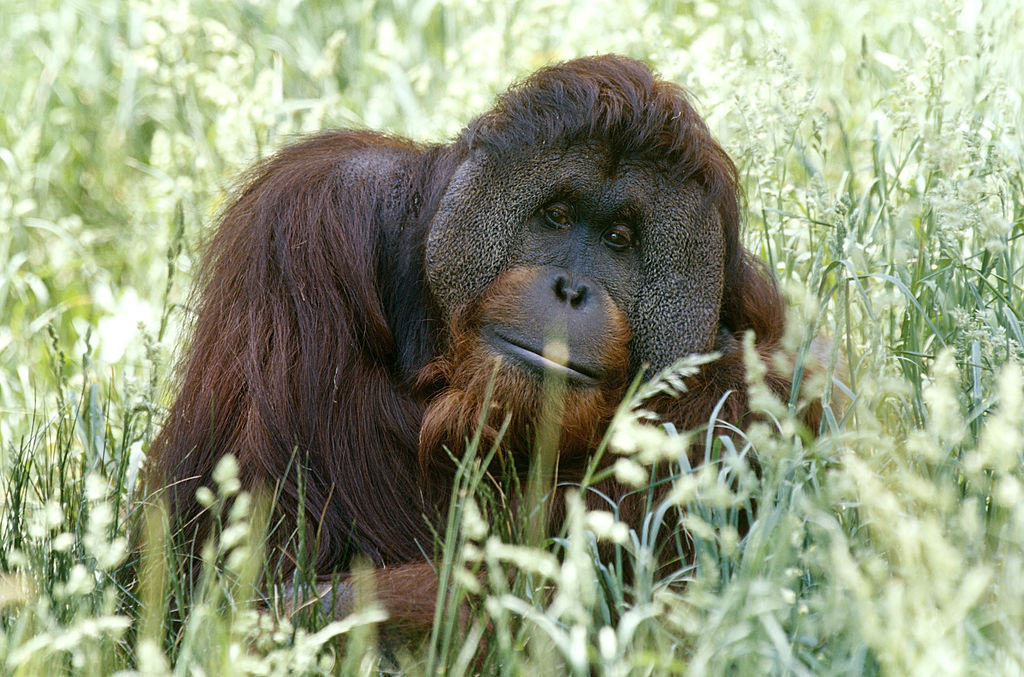 Orangutan, Bronx Zoo, New York, USA