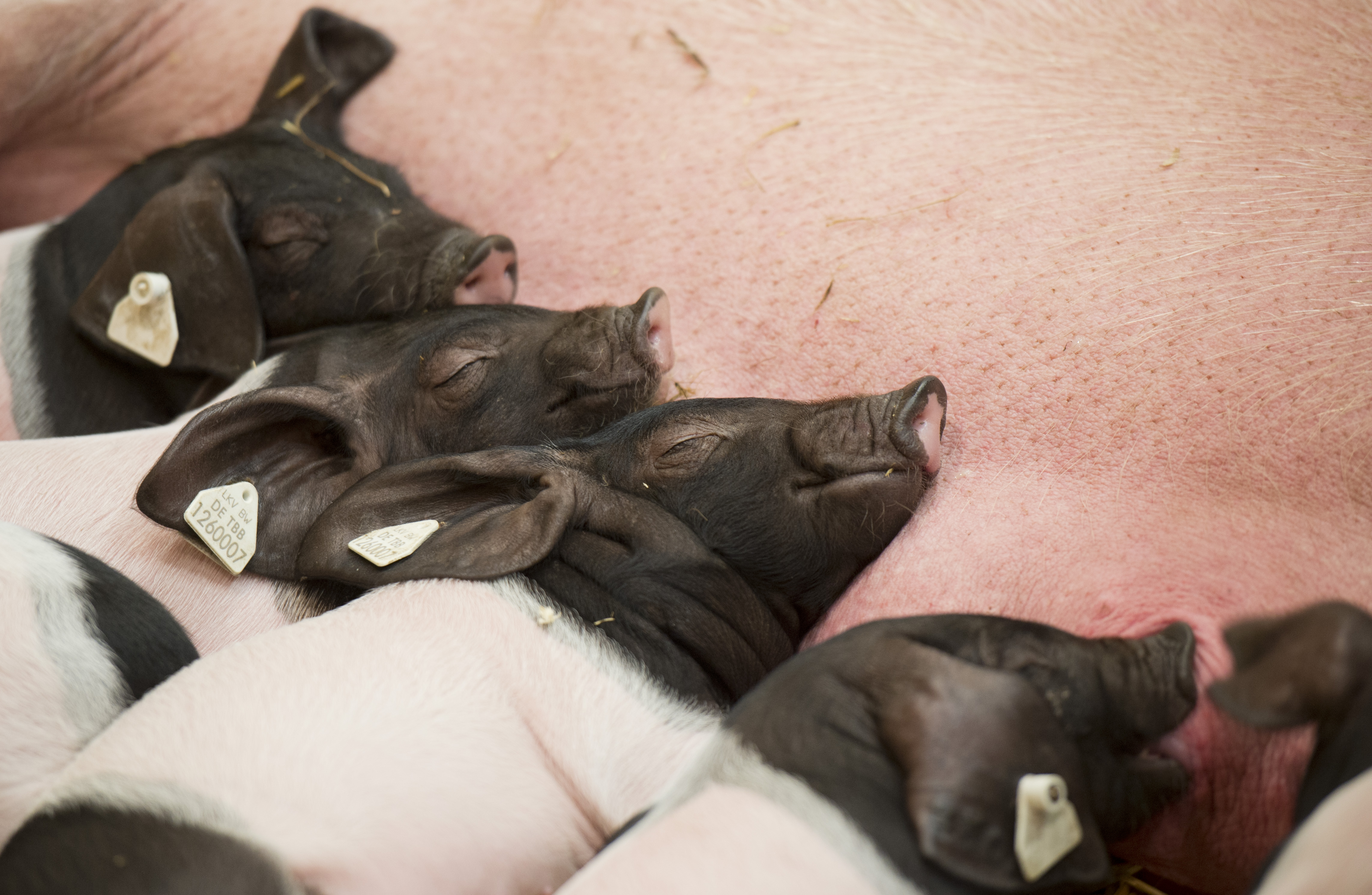 Sow with piglets