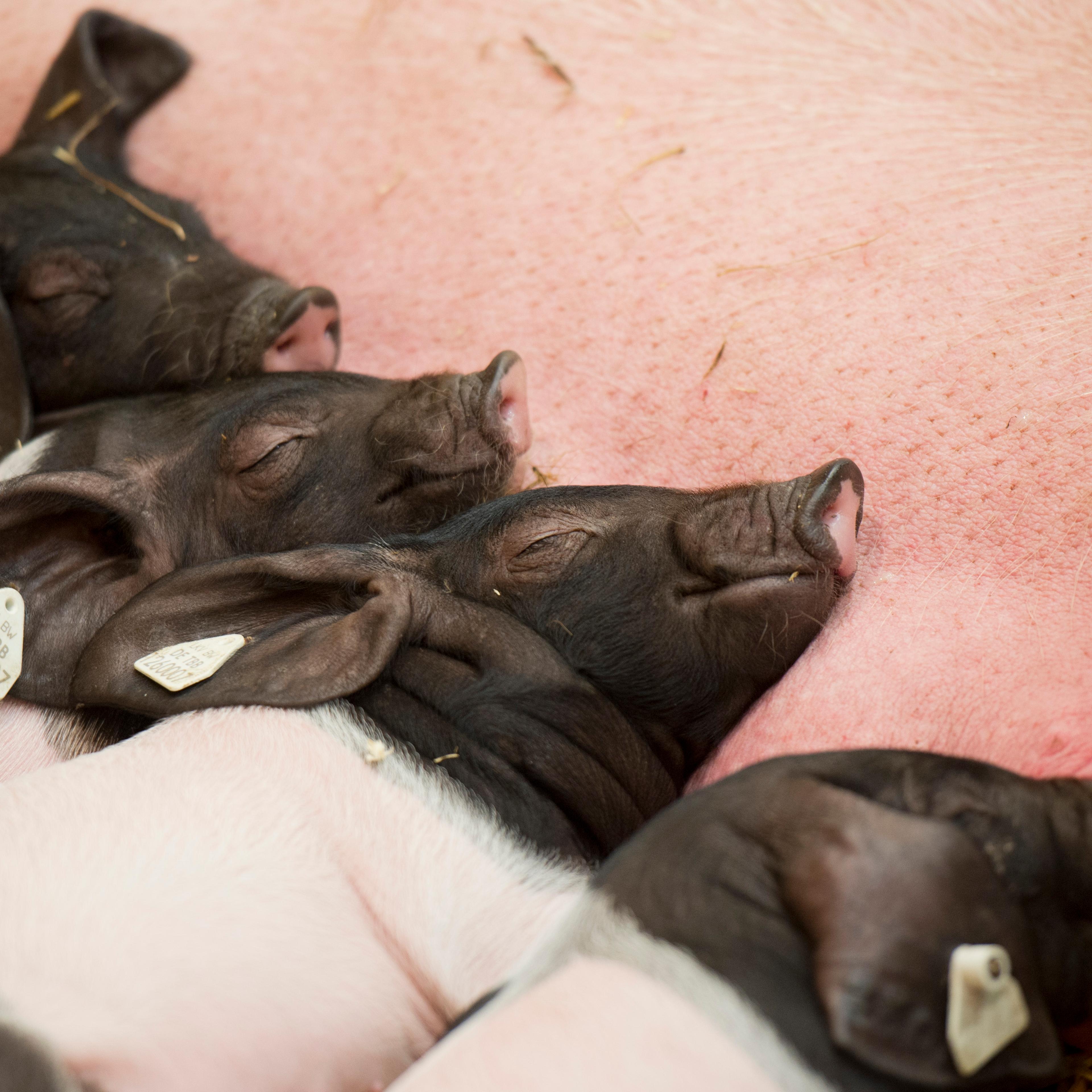 Sow with piglets