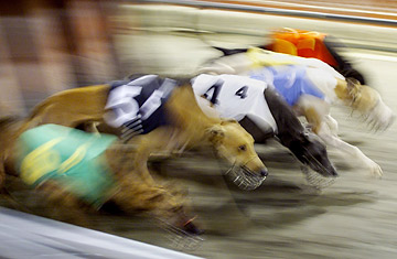 Where Racing Is Going to the Dogs
