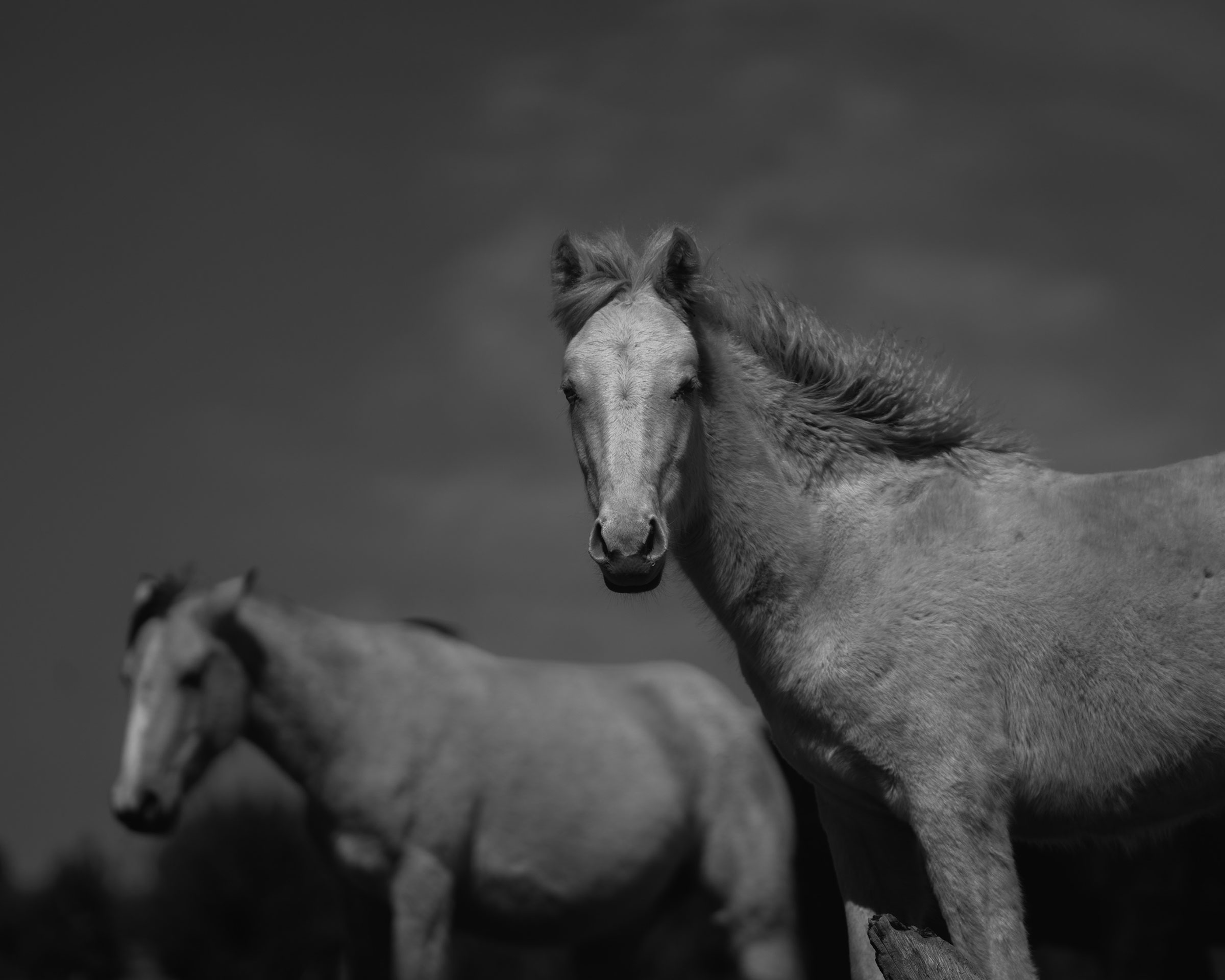 Pegasus, a 1-year-old colt, grazes with his mother in the Apache-Sitgreaves National Forests in Arizona