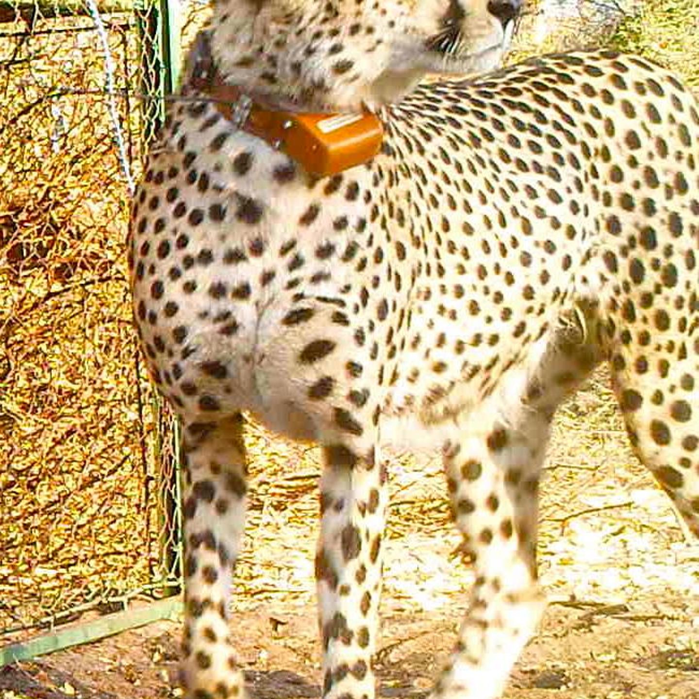 Legolas Cheetah Botswana