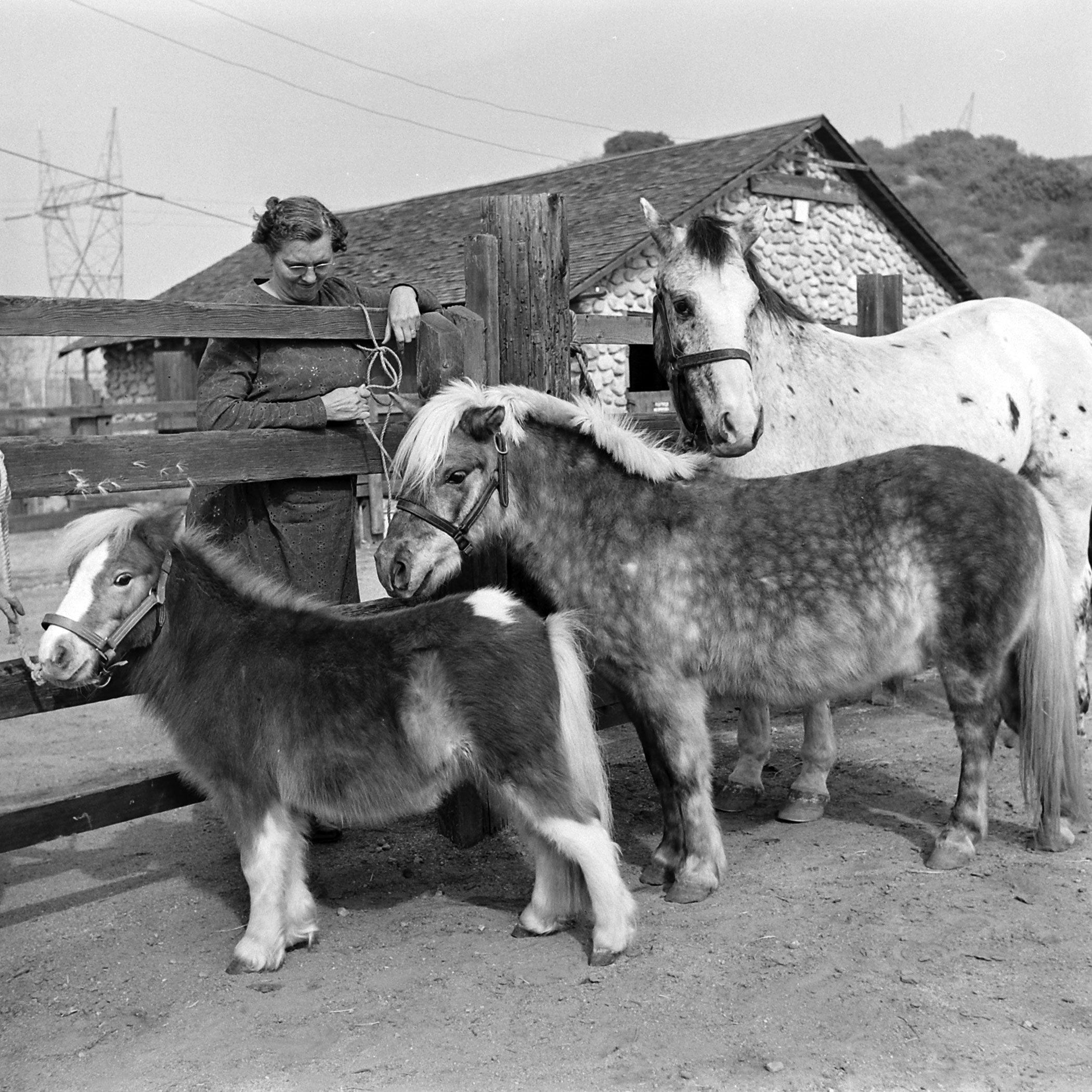 Chauncey and 2 larger horses.