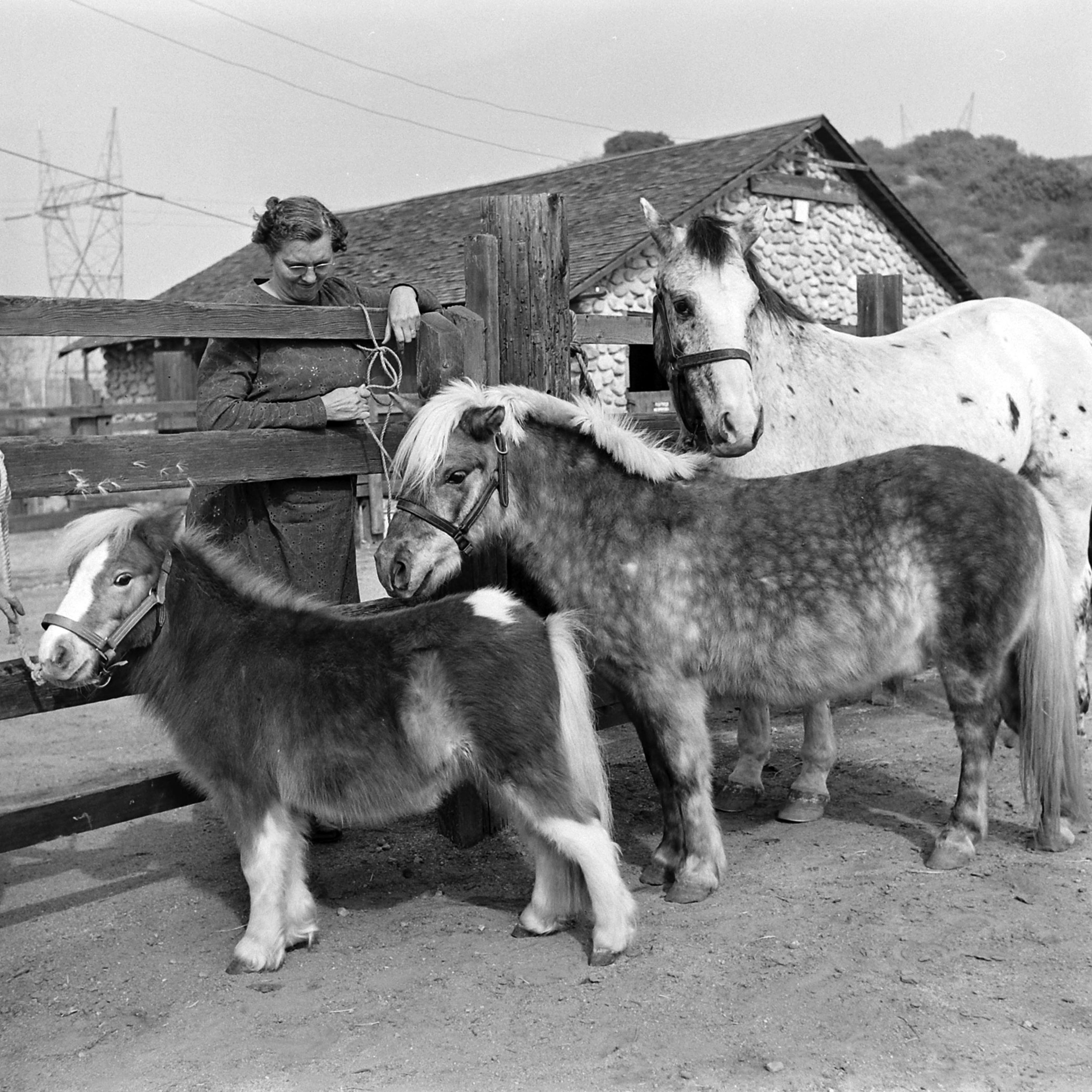 Chauncey and 2 larger horses.