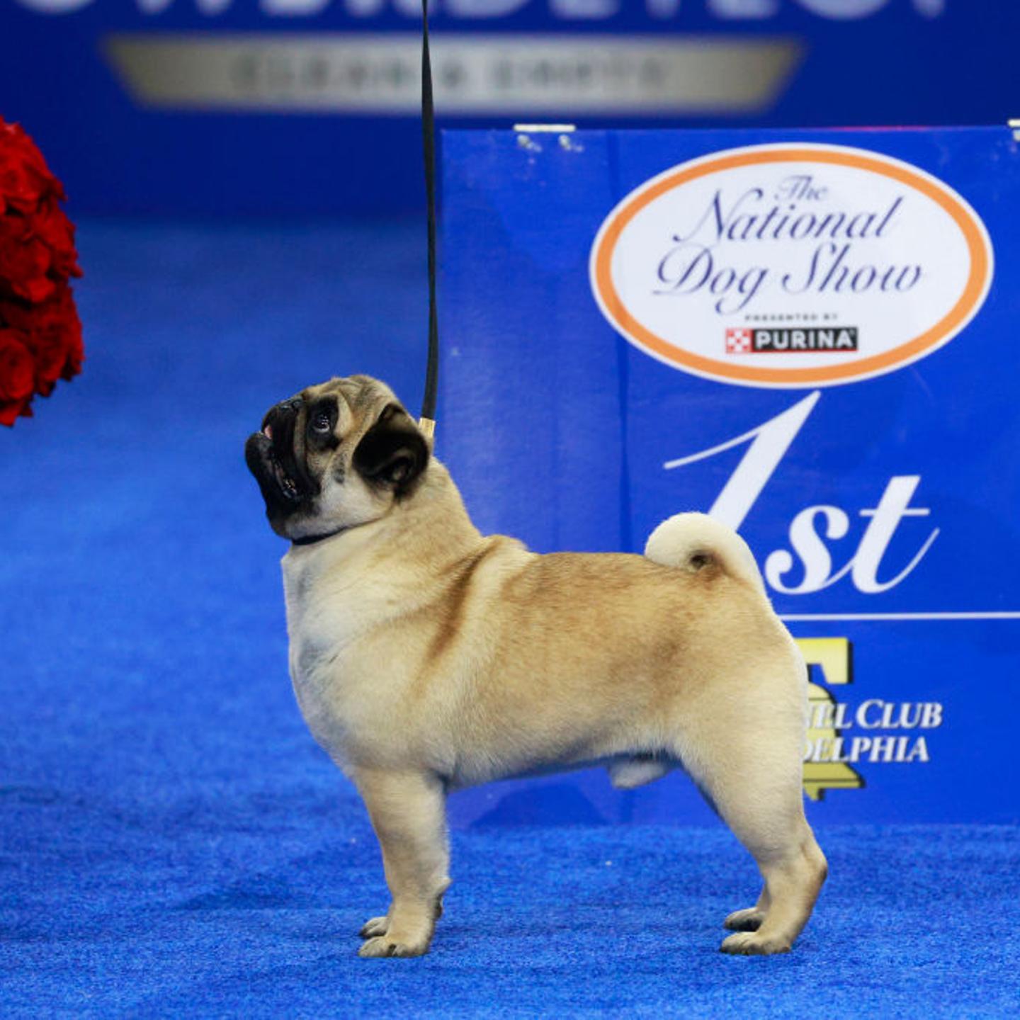 2024 National Dog Show Best In Show Winner, Pug named "Vito"