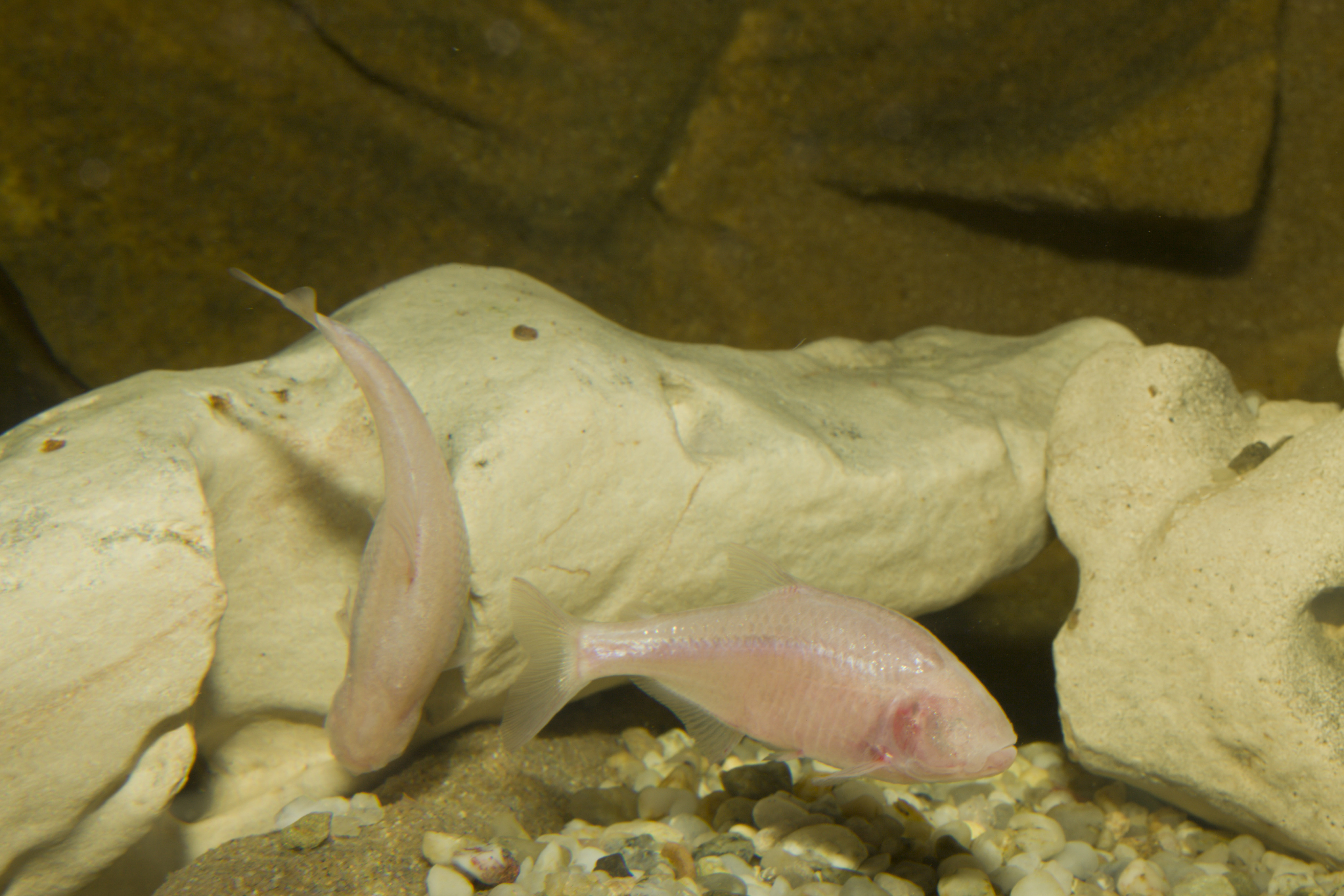 Who cares about the time? A blind fish needs no internal clock