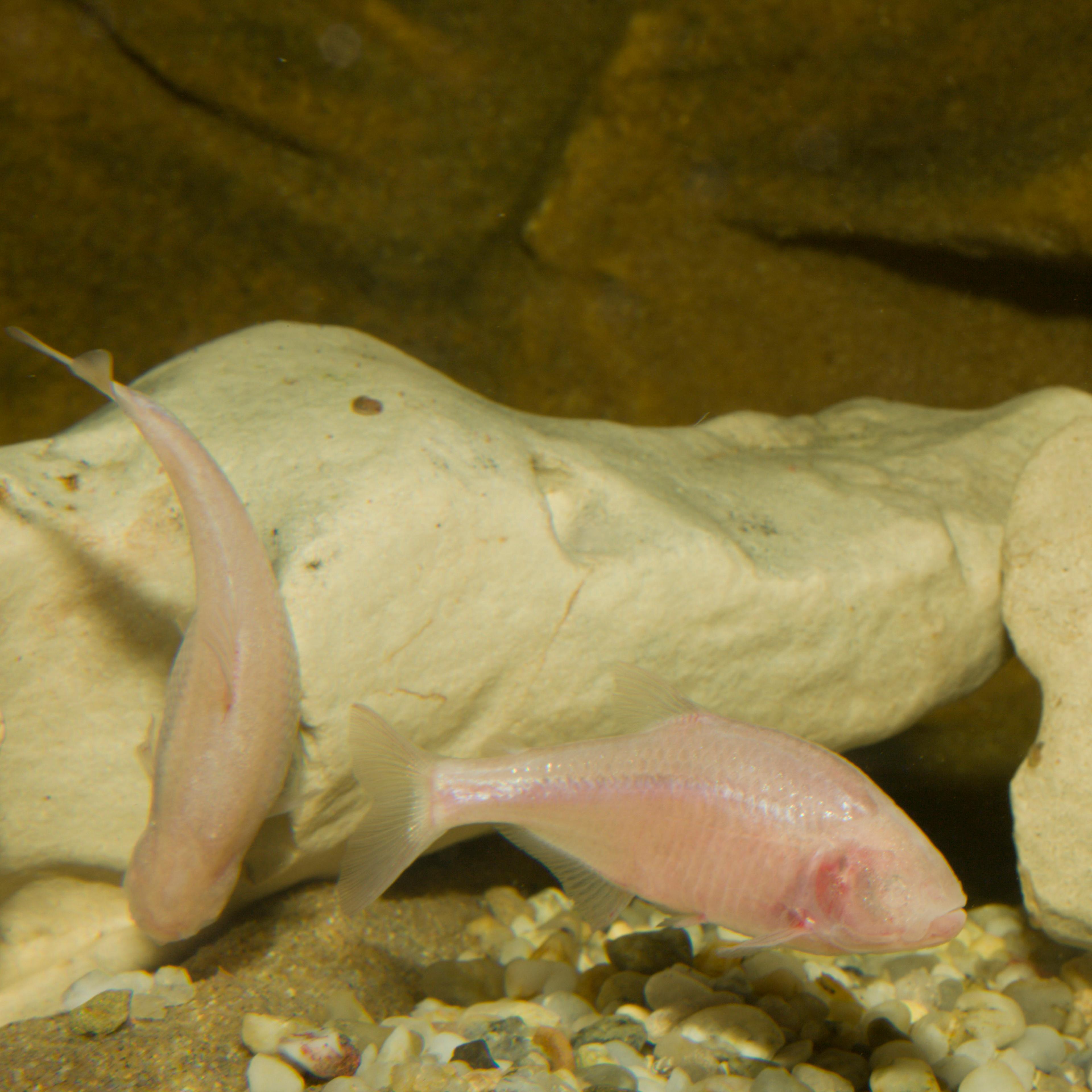 Who cares about the time? A blind fish needs no internal clock