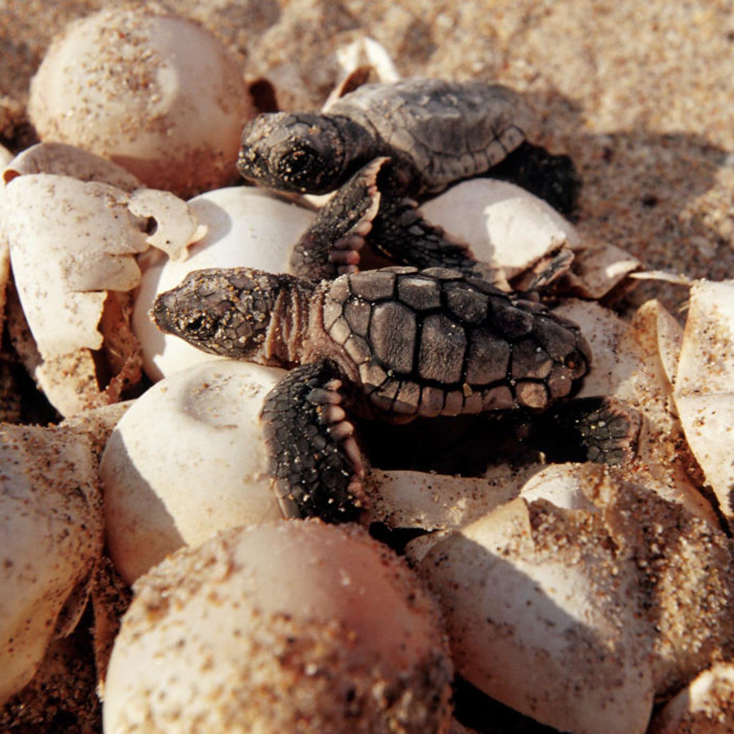 Loggerhead turtle
