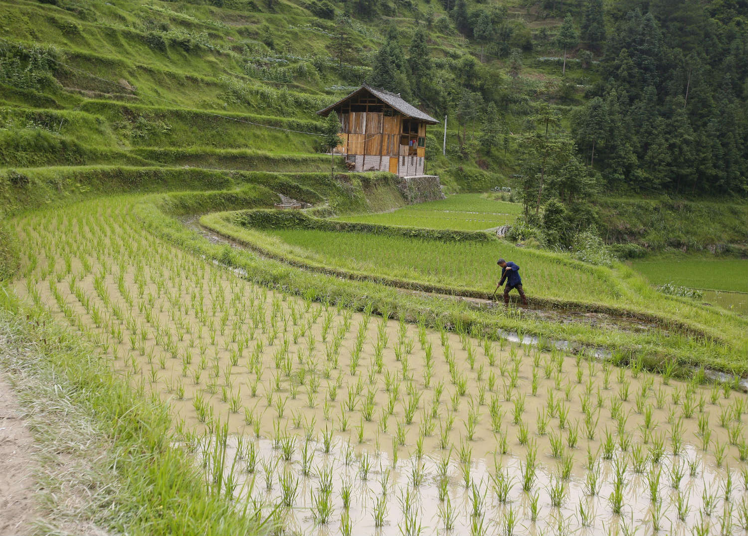 Rice farming in China