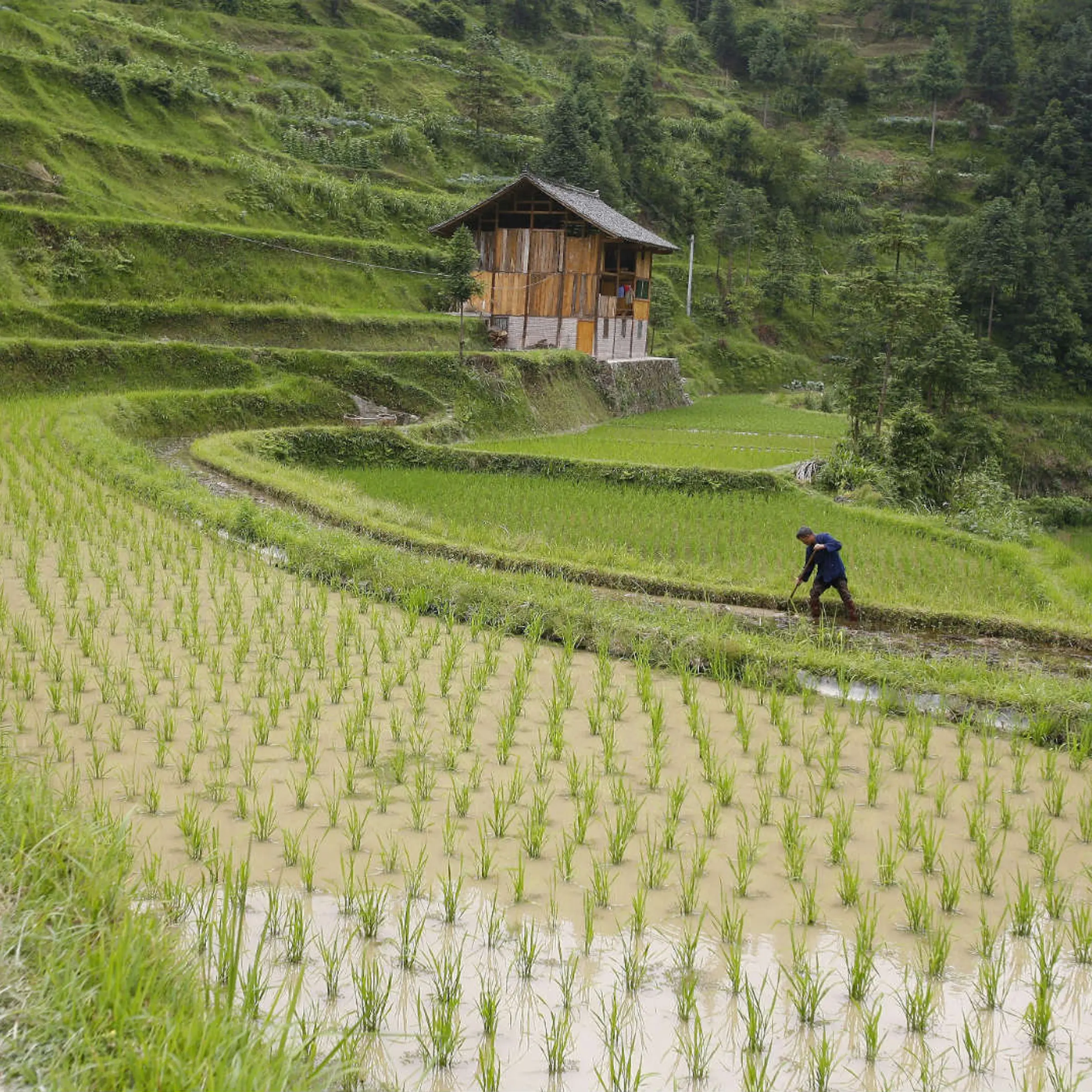 Rice farming in China
