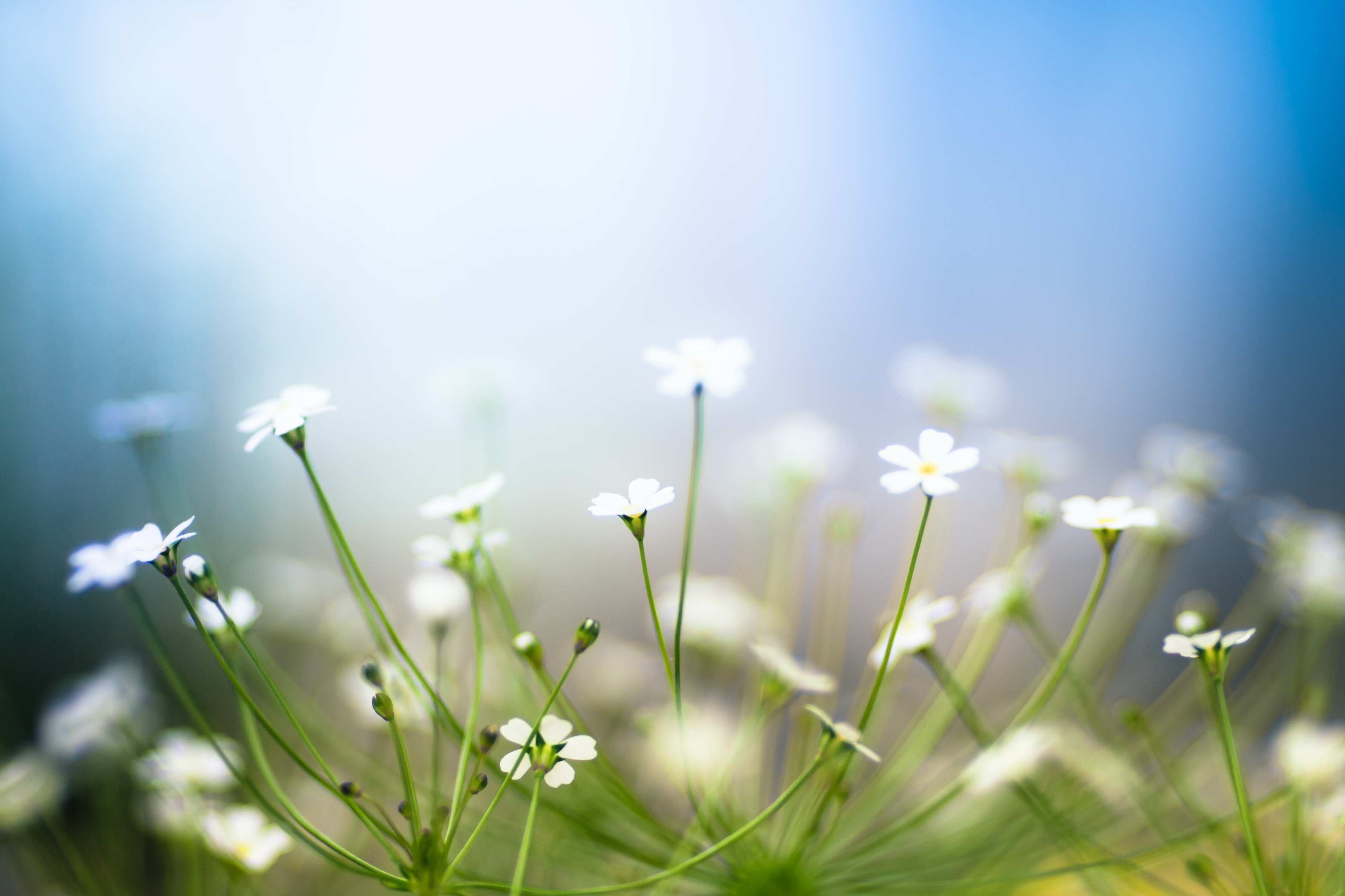 Delicate white primrose flowers bathed in light