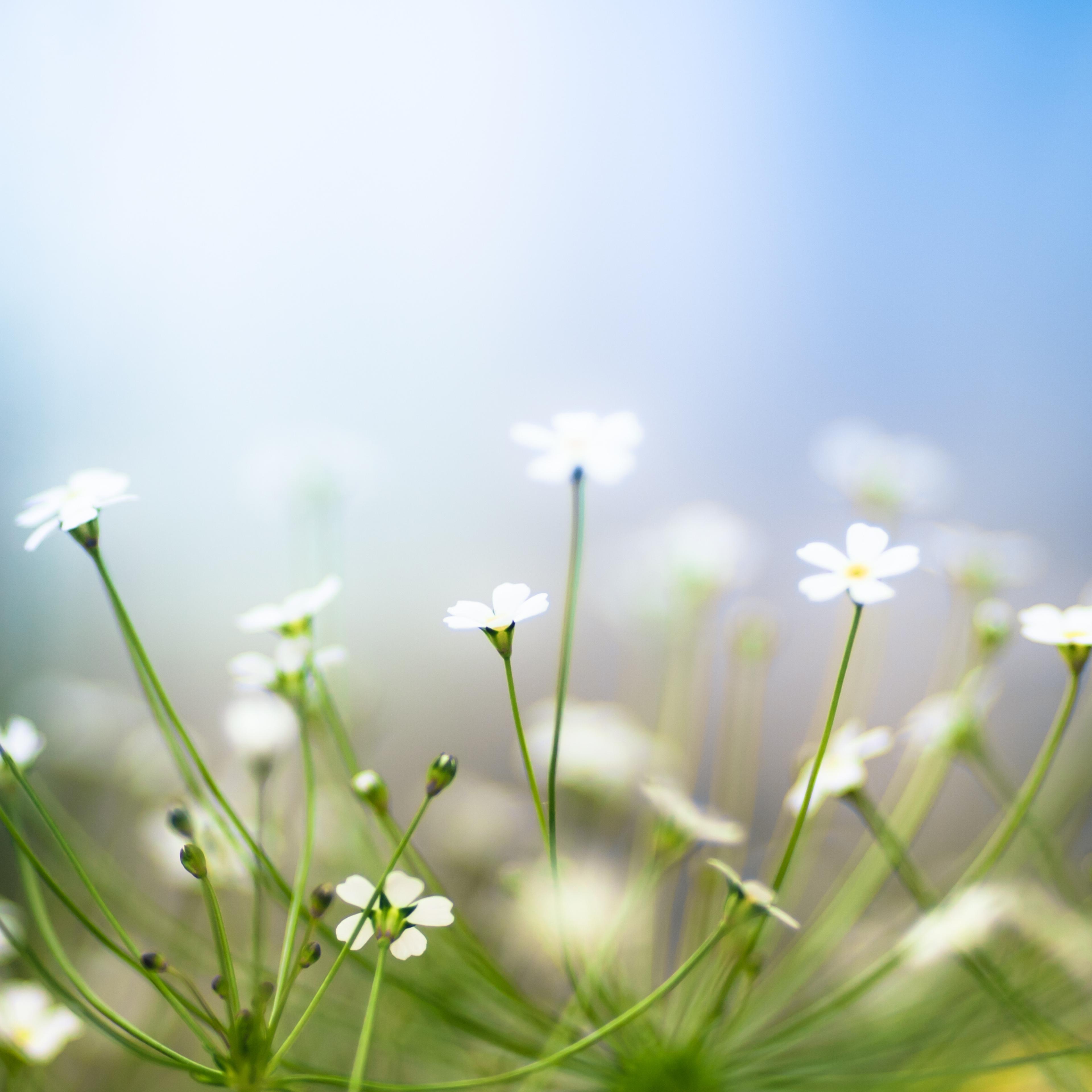 Delicate white primrose flowers bathed in light
