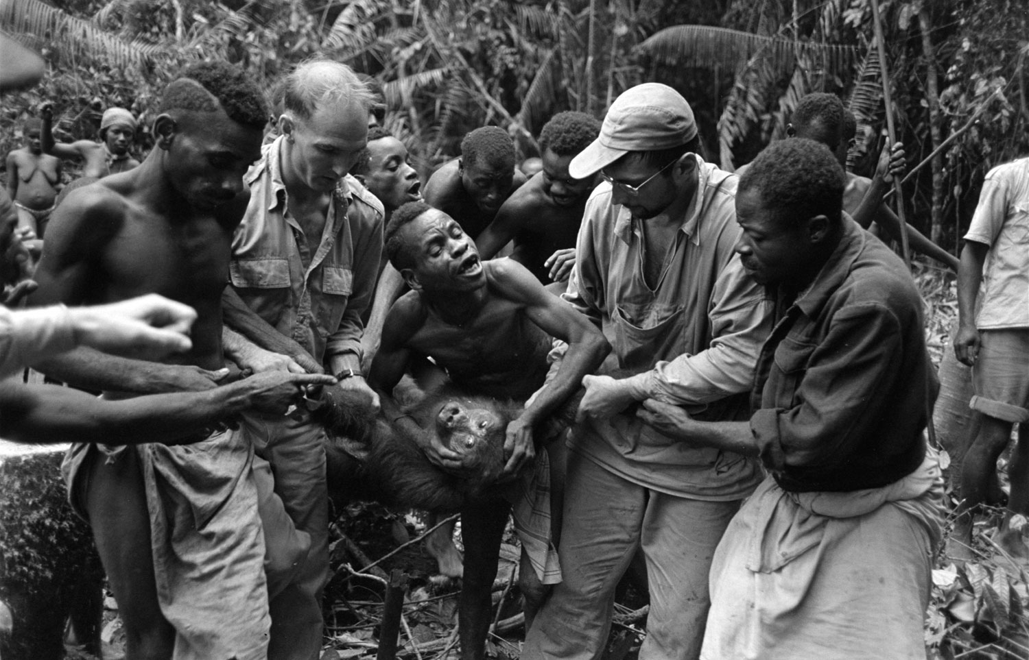 Scene from a 1951 gorilla hunt in what was then French Equatorial Africa.