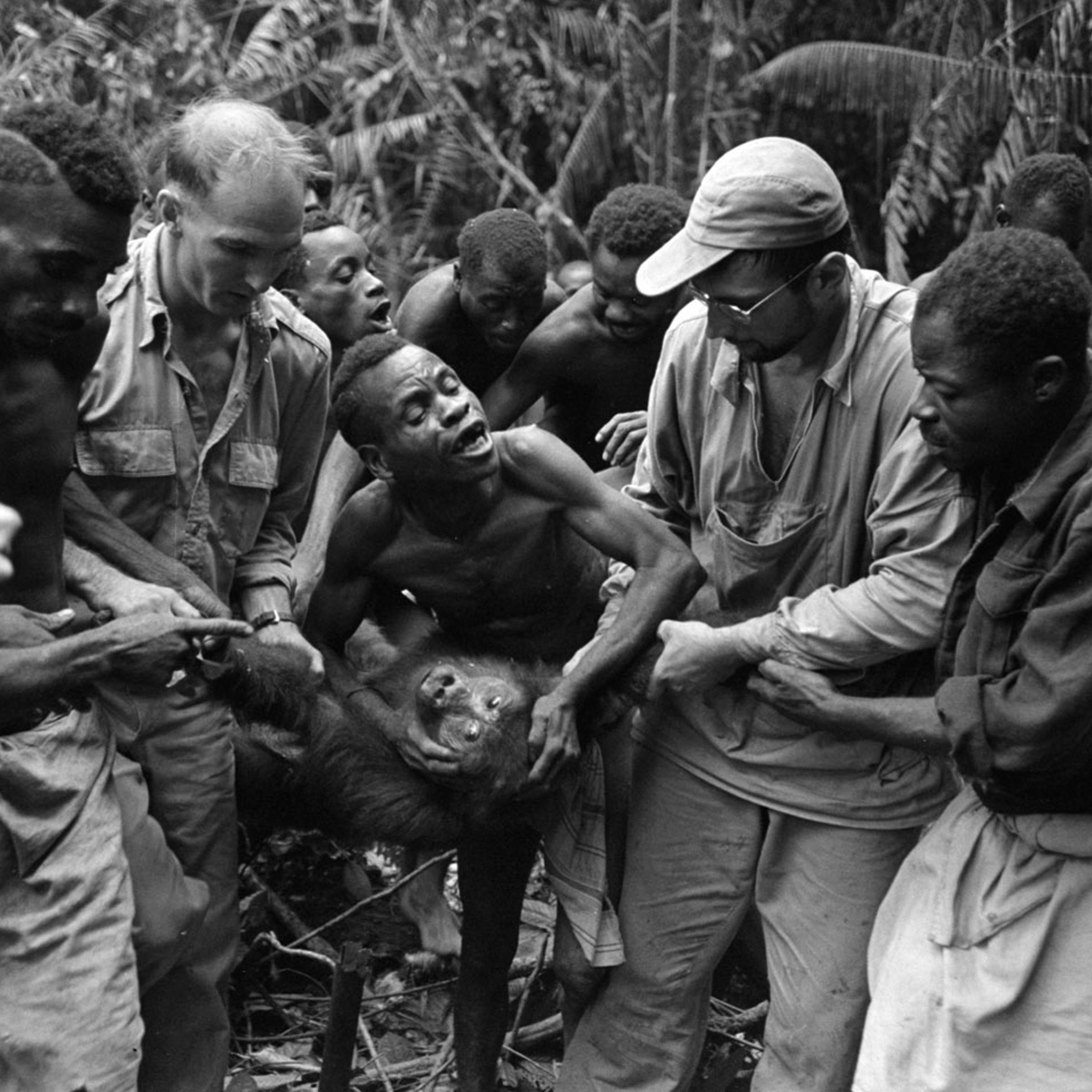 Scene from a 1951 gorilla hunt in what was then French Equatorial Africa.