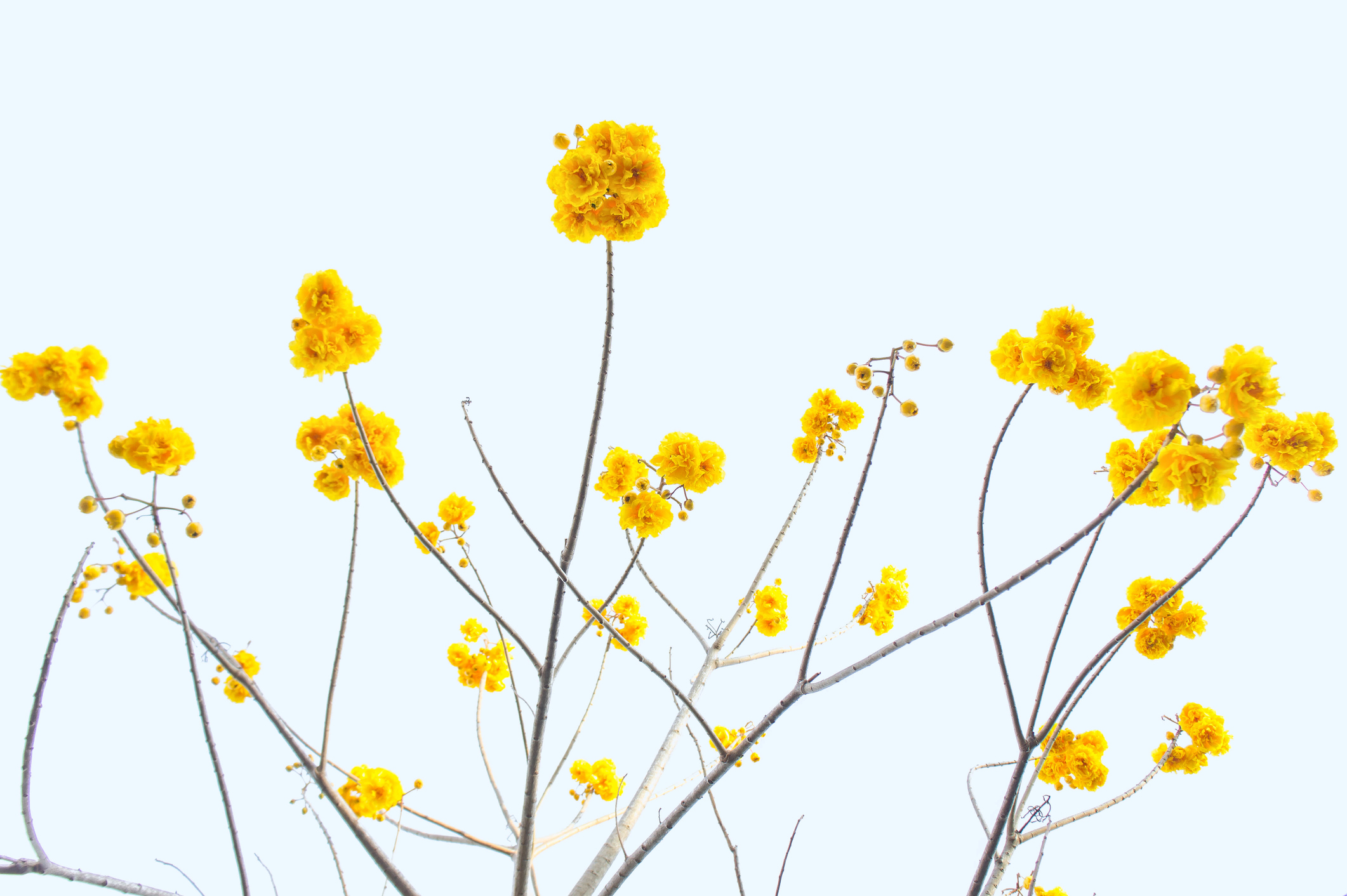 Yellow Flowers
