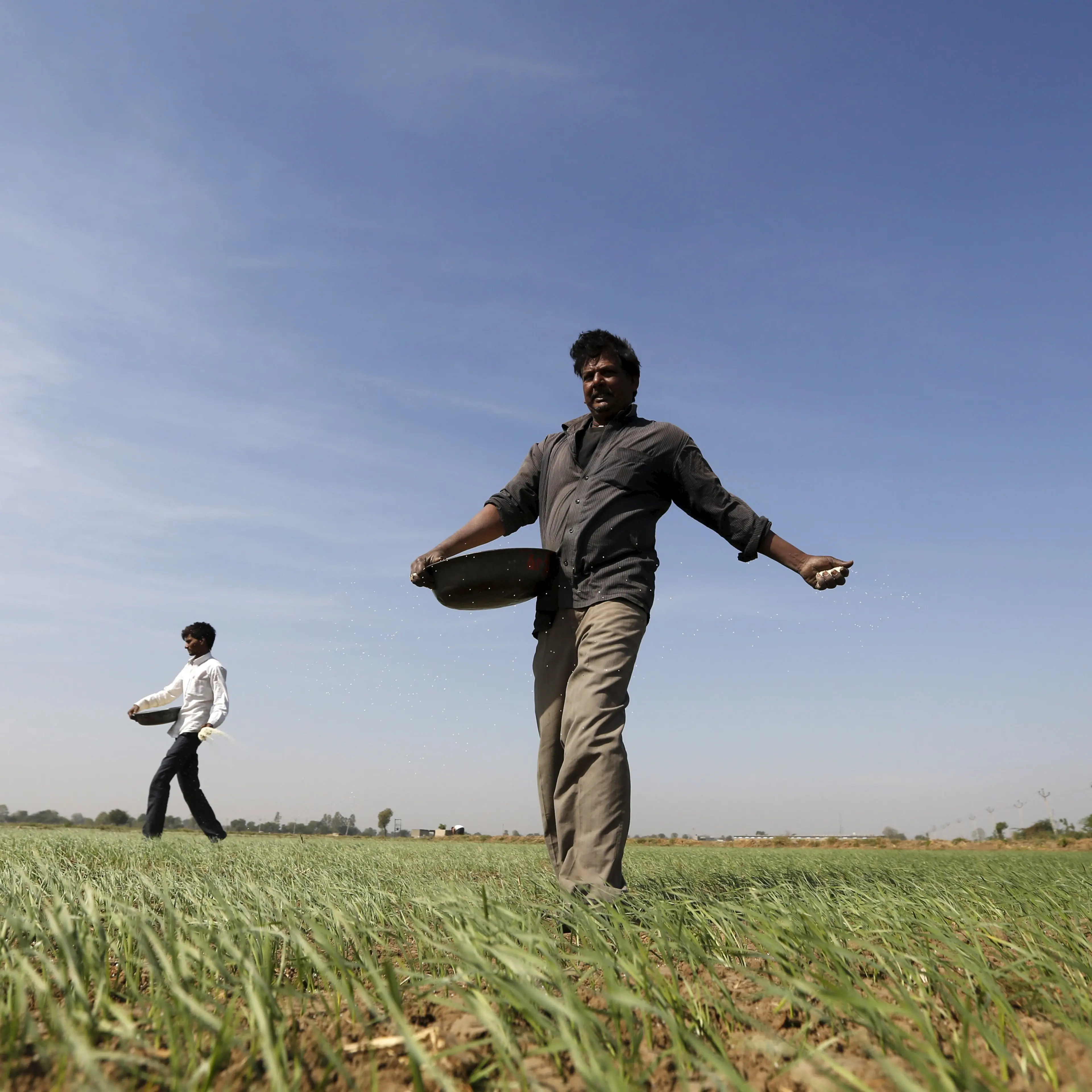 Farmers sprinkle fertilizer on a wheat field on the outskirts of Ahmedabad