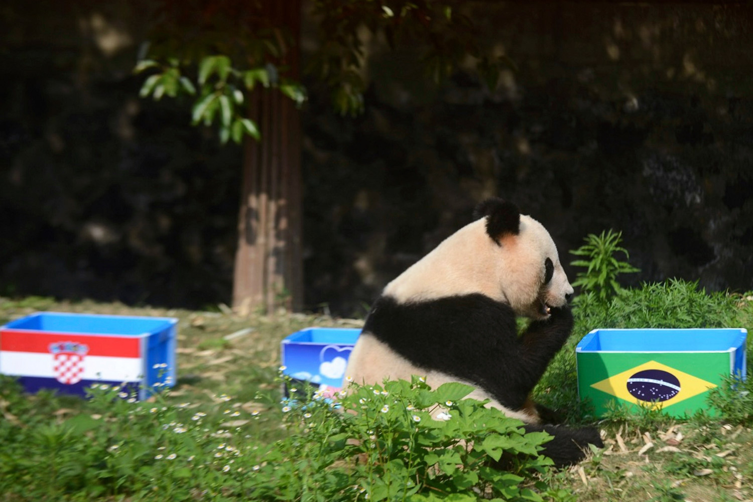 Giant panda Ying Mei sits next to a box of food with the Brazilian flag on it, during an event called "Panda Predicts World Cup Results", ahead of the 2014 World Cup opening match between Brazil and Croatia, in Yangzhou, Jiangsu province, June 12, 2014.