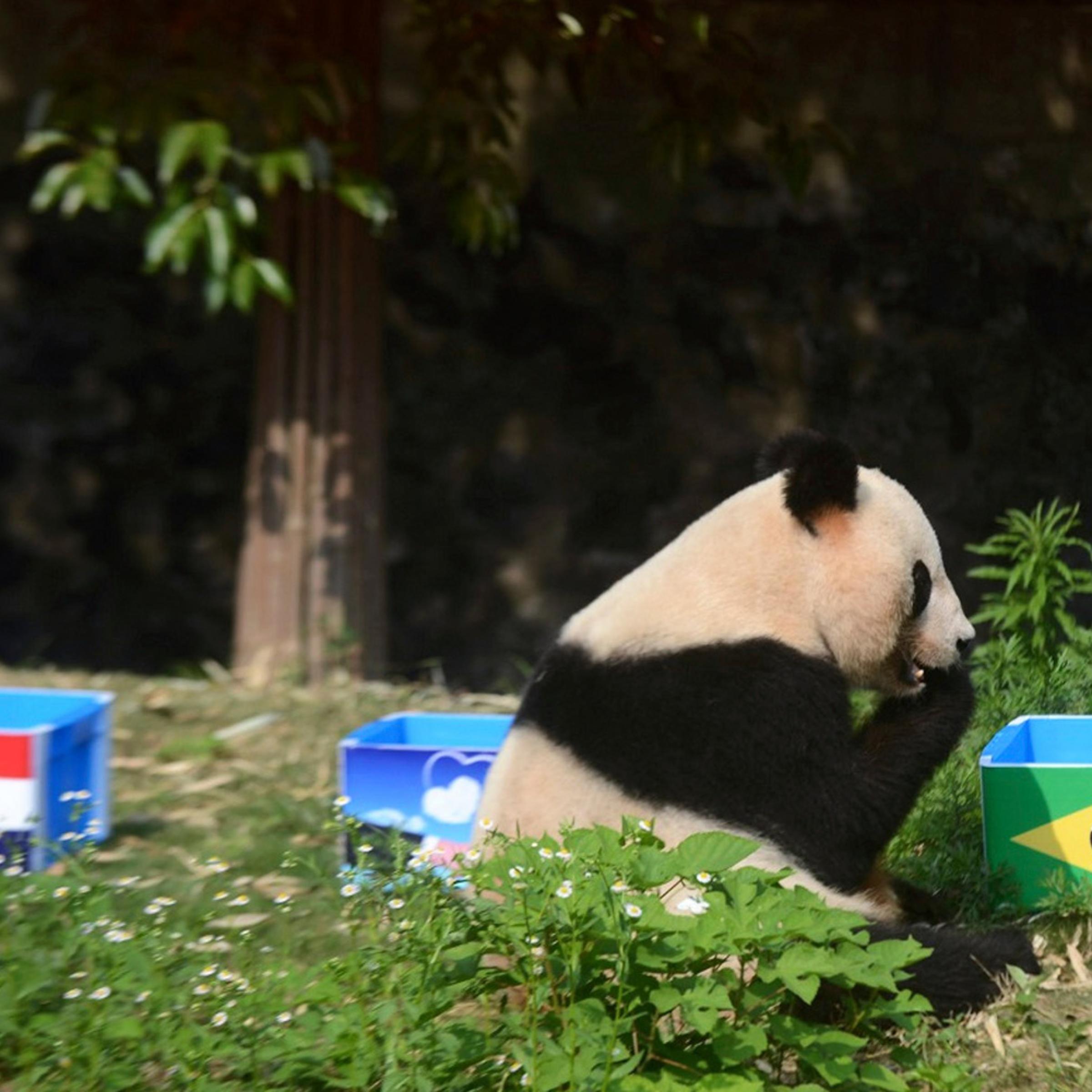 Giant panda Ying Mei sits next to a box of food with the Brazilian flag on it, during an event called "Panda Predicts World Cup Results", ahead of the 2014 World Cup opening match between Brazil and Croatia, in Yangzhou, Jiangsu province, June 12, 2014.