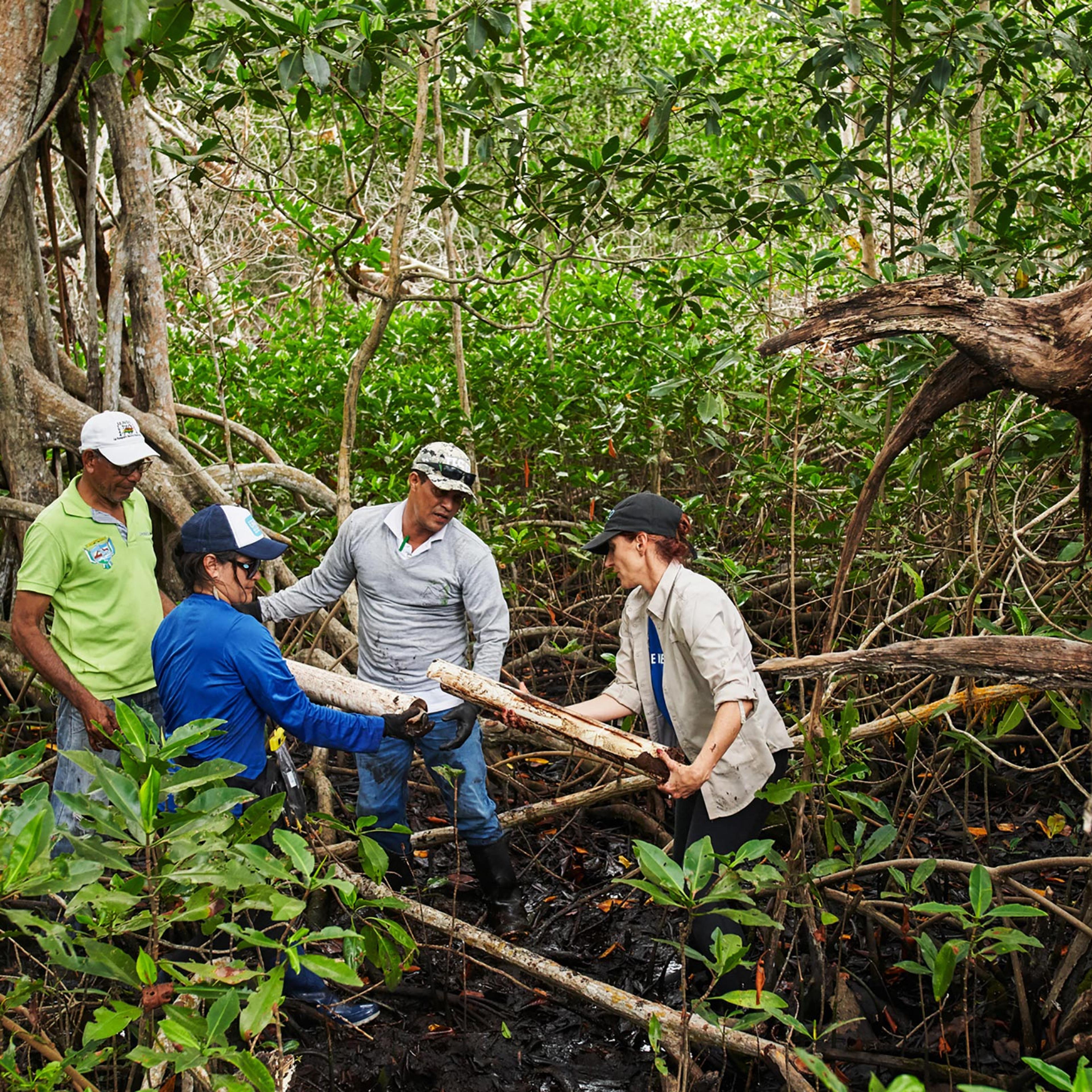 Researchers working for Conservation International take a soil sample to test carbon levels of mangrove trees in Bogotá