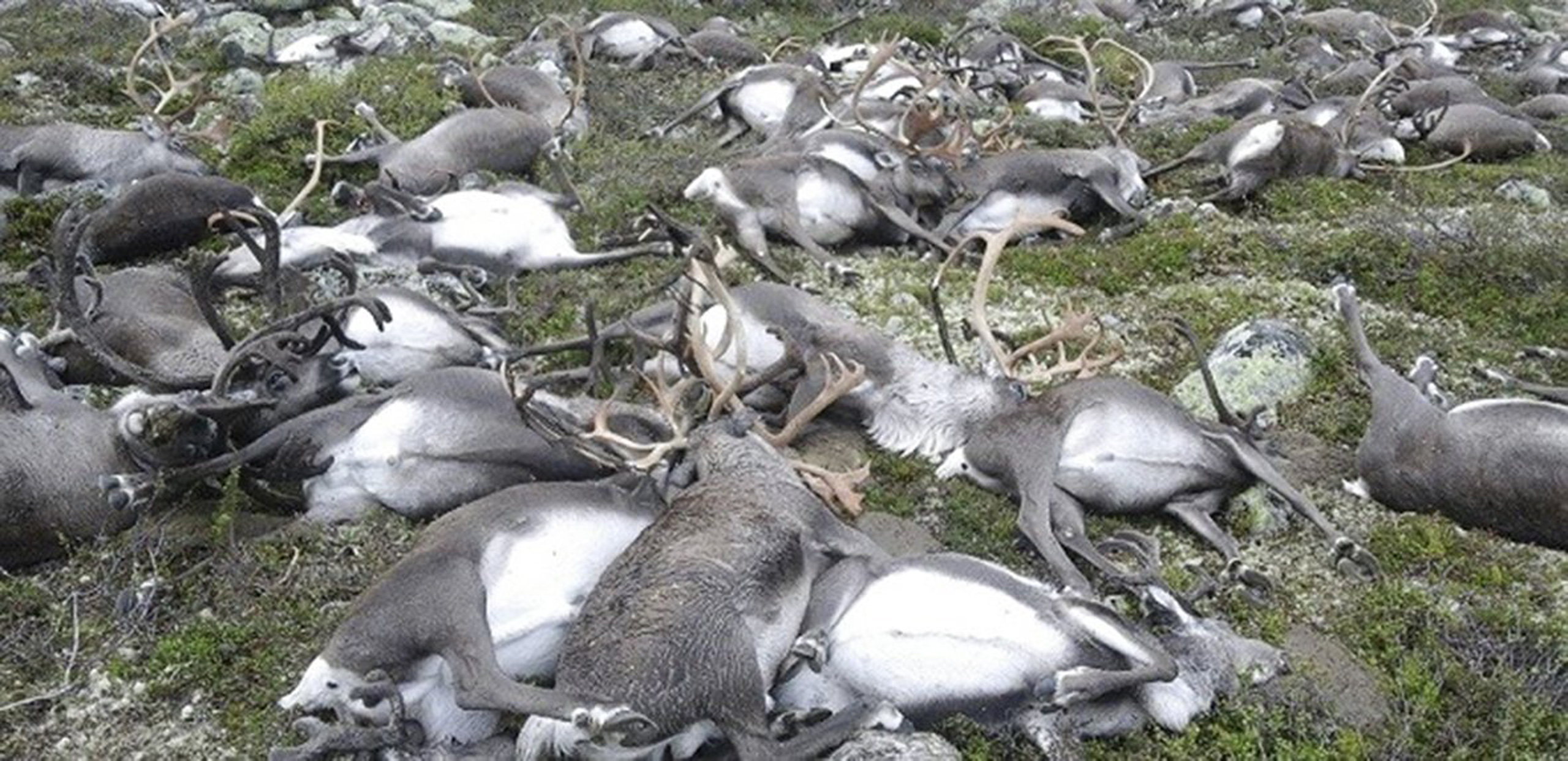 Some 323 dead wild reindeers struck by lightning are seen littering a hill side on Hardangervidda mountain plateau in central Norway on Aug. 27, 2016.