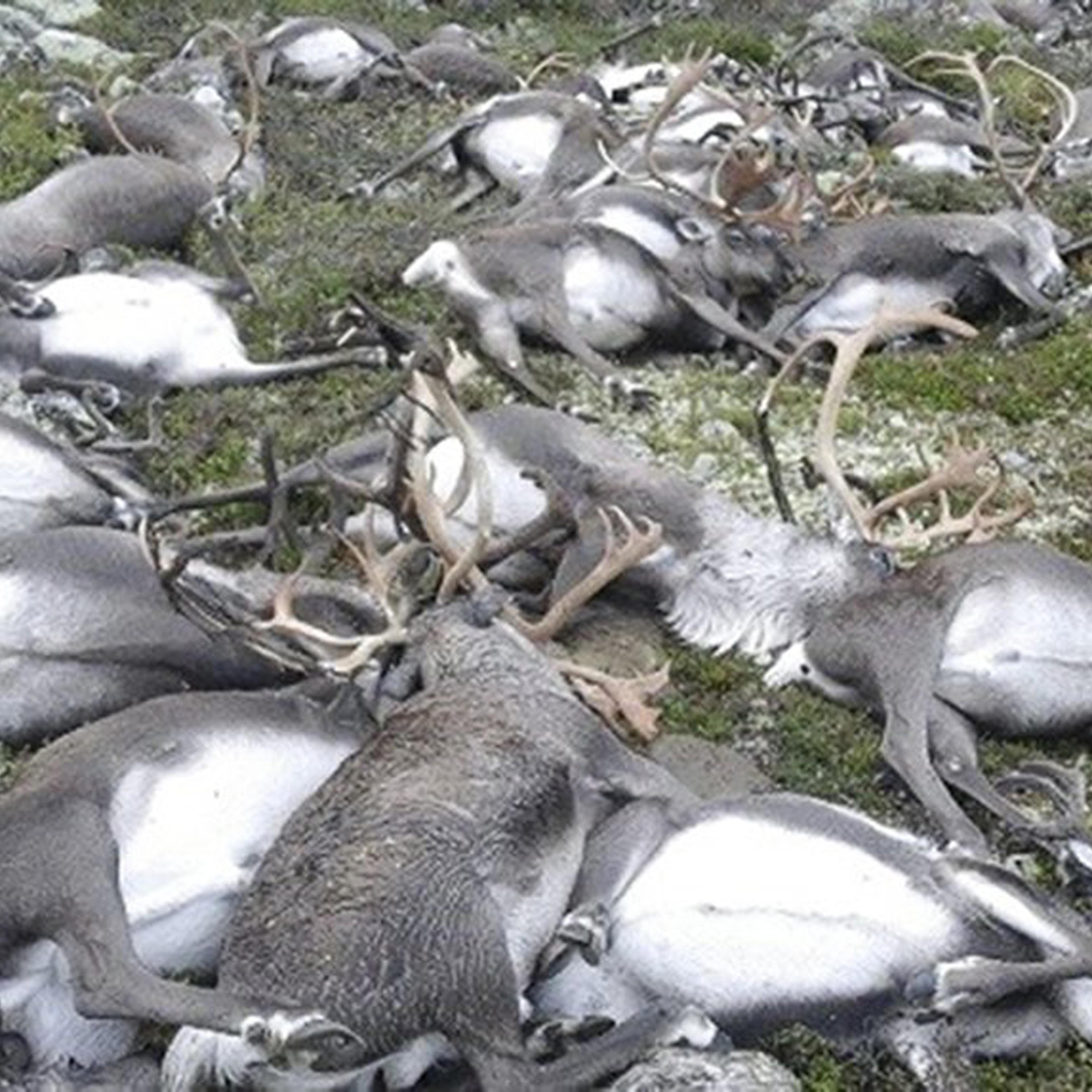 Some 323 dead wild reindeers struck by lightning are seen littering a hill side on Hardangervidda mountain plateau in central Norway on Aug. 27, 2016.